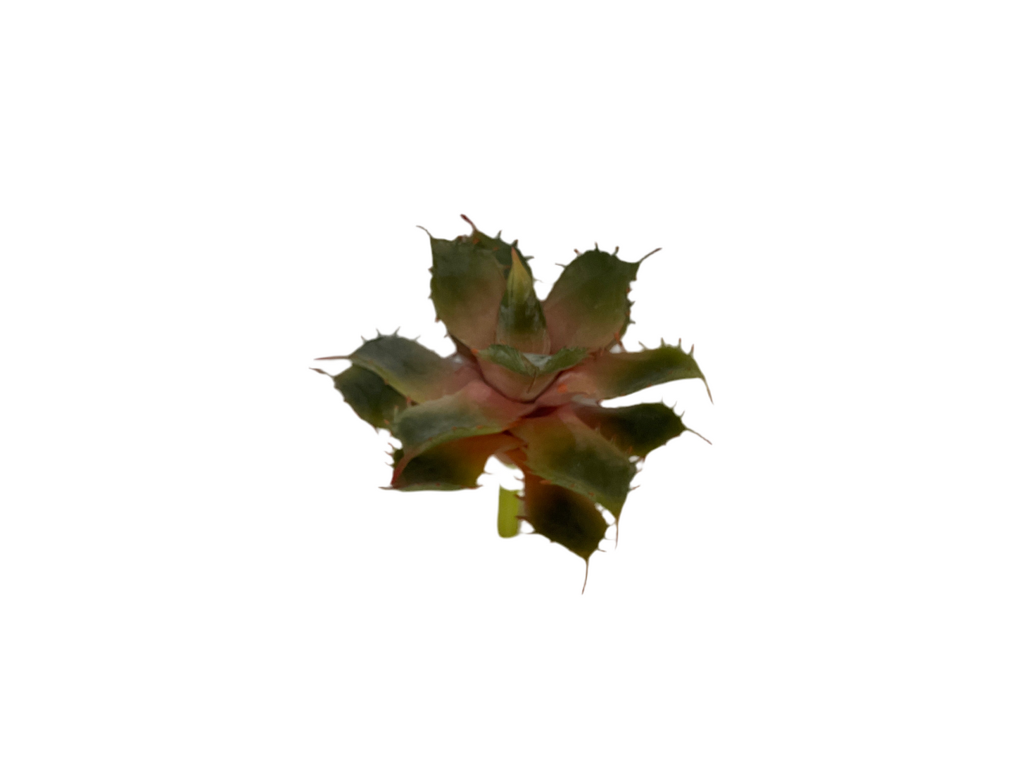 5.5" Aloe Pick