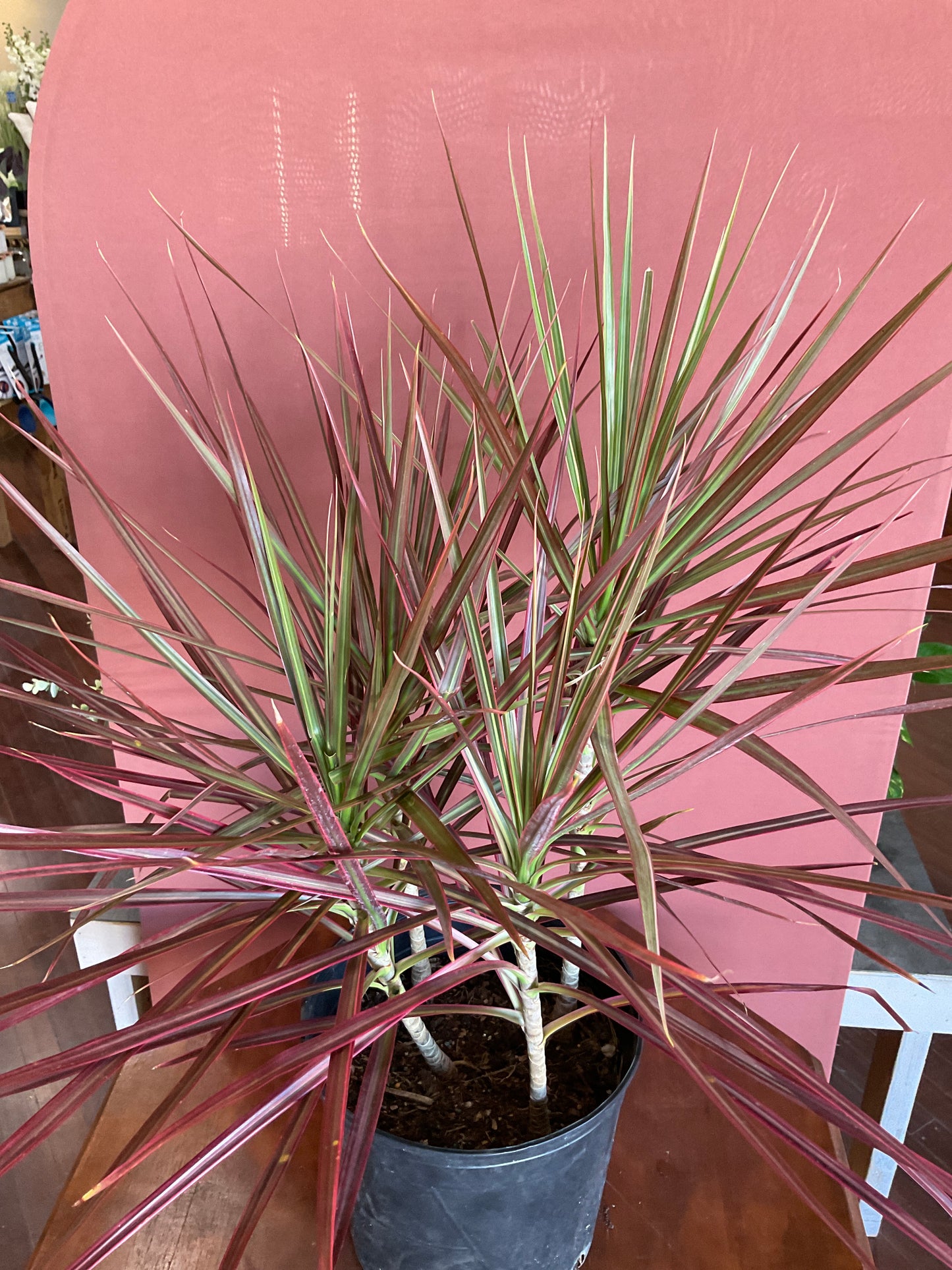 Dracaena Colorama - Large - GB