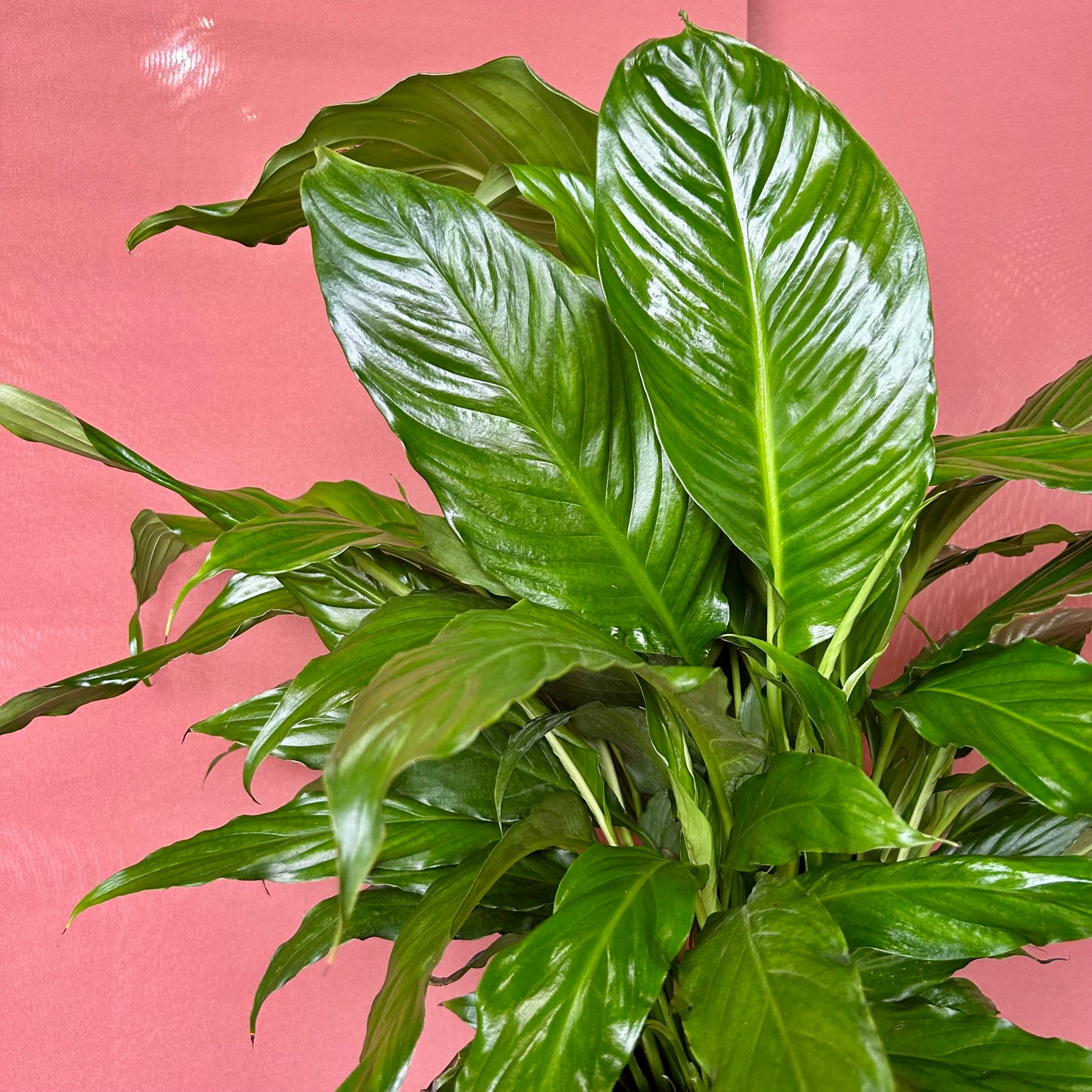 Peace Lily - Large - GB