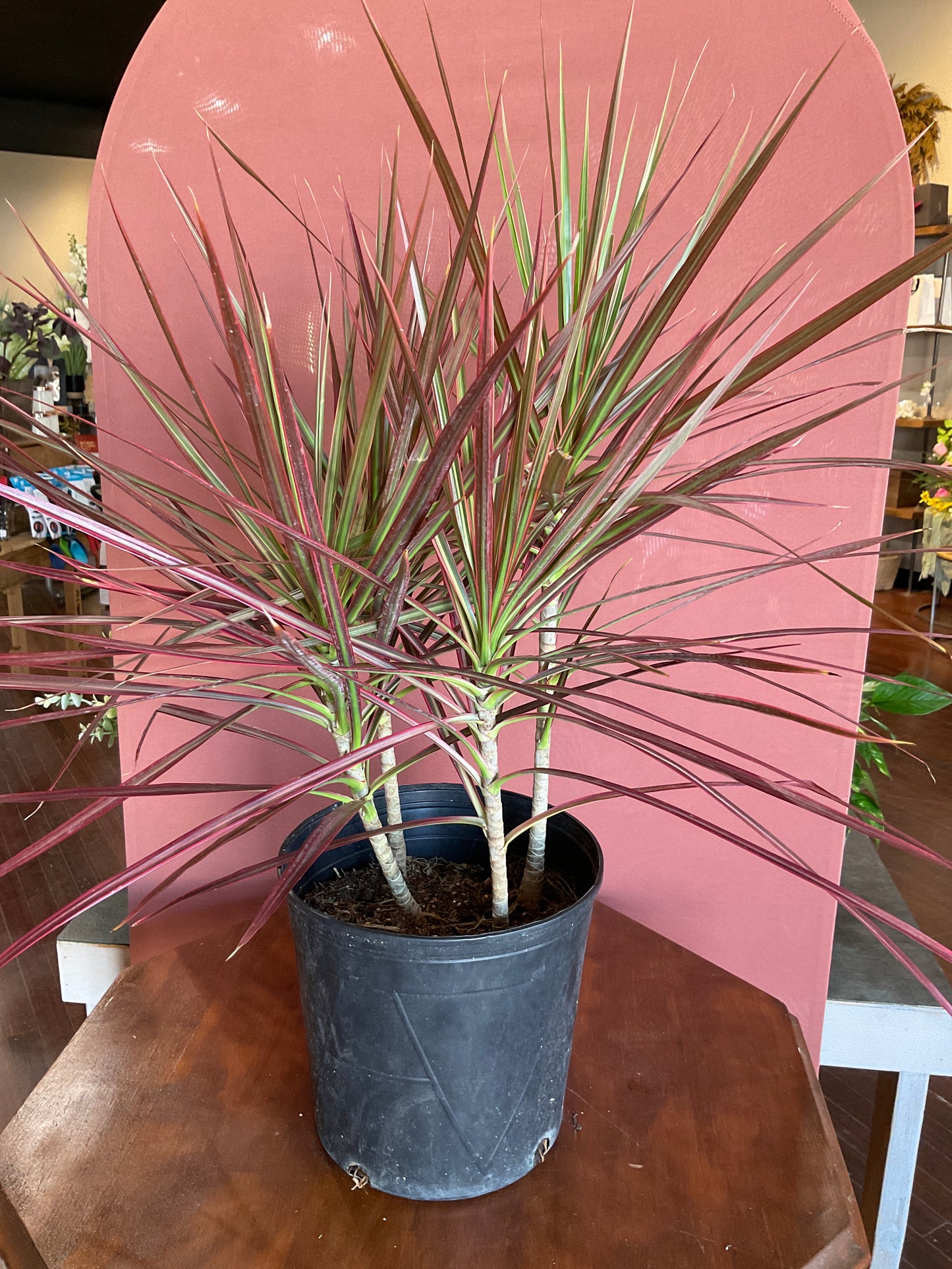 Dracaena Colorama - Large - GB