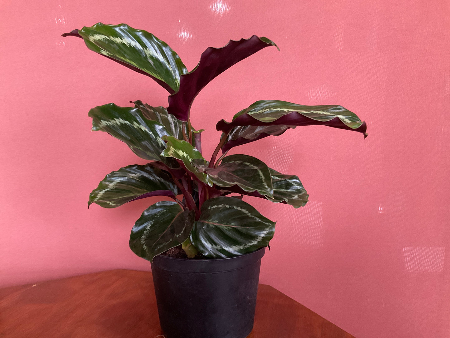 Calathea Medallion -medium- GB