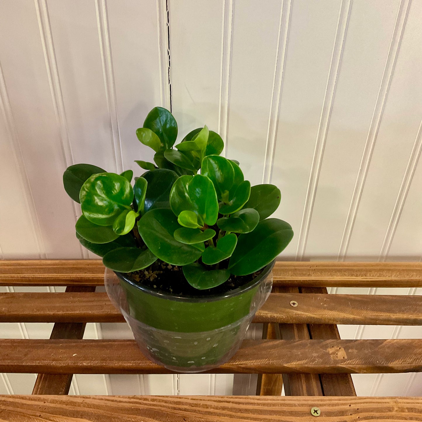 Peperomia - Medium -LY