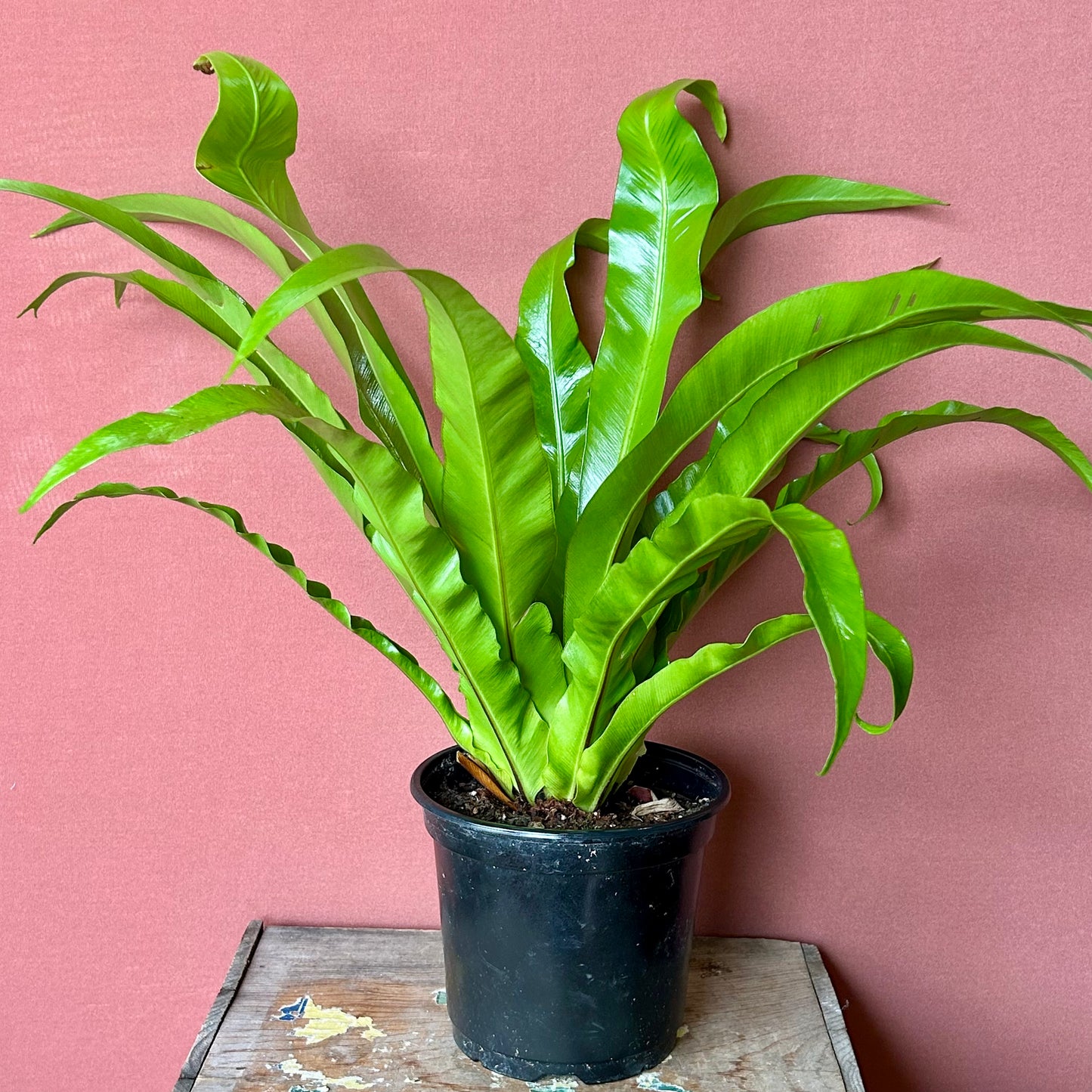 Birds Nest Fern - Medium - GB