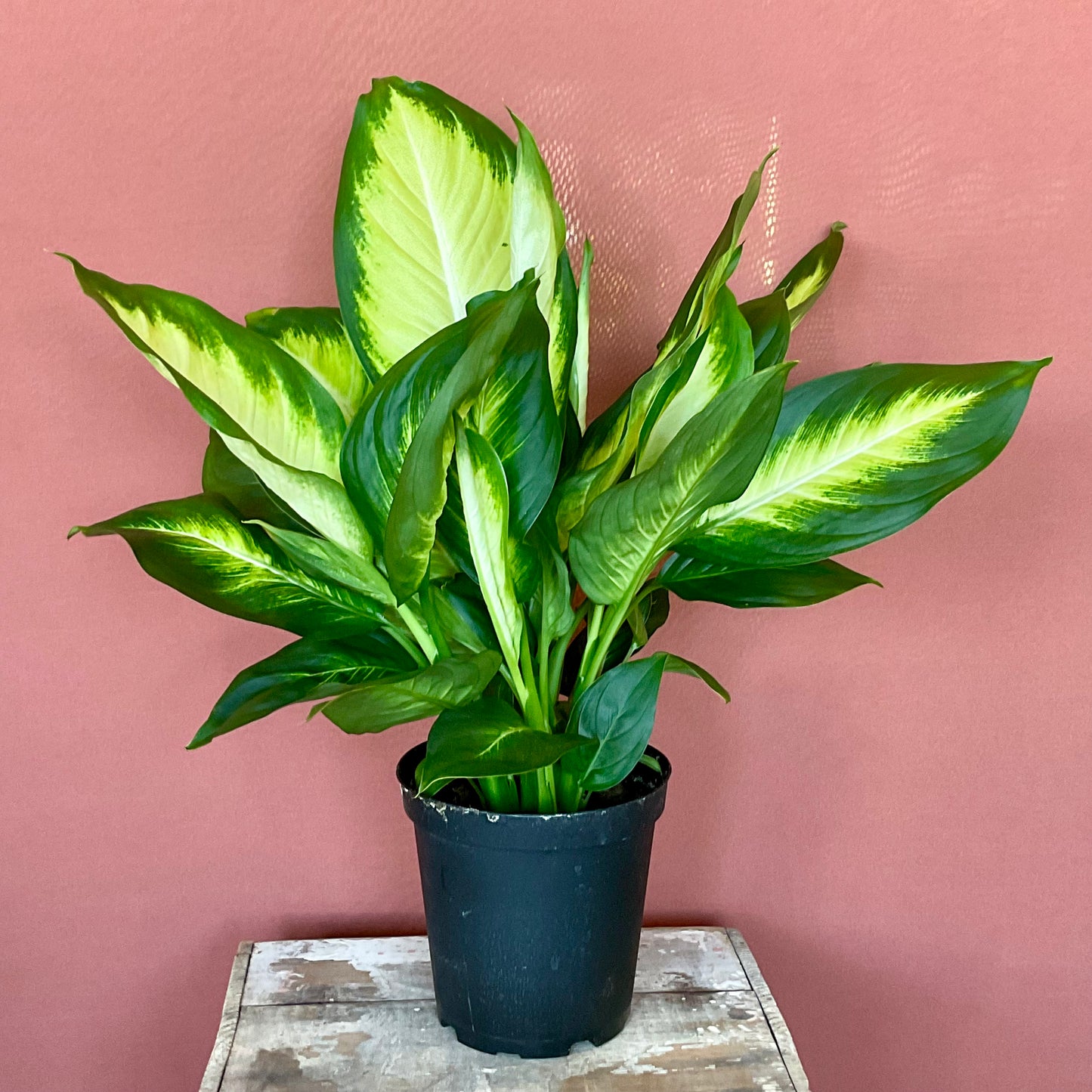 Diffenbachia Hybrid - Medium - GB
