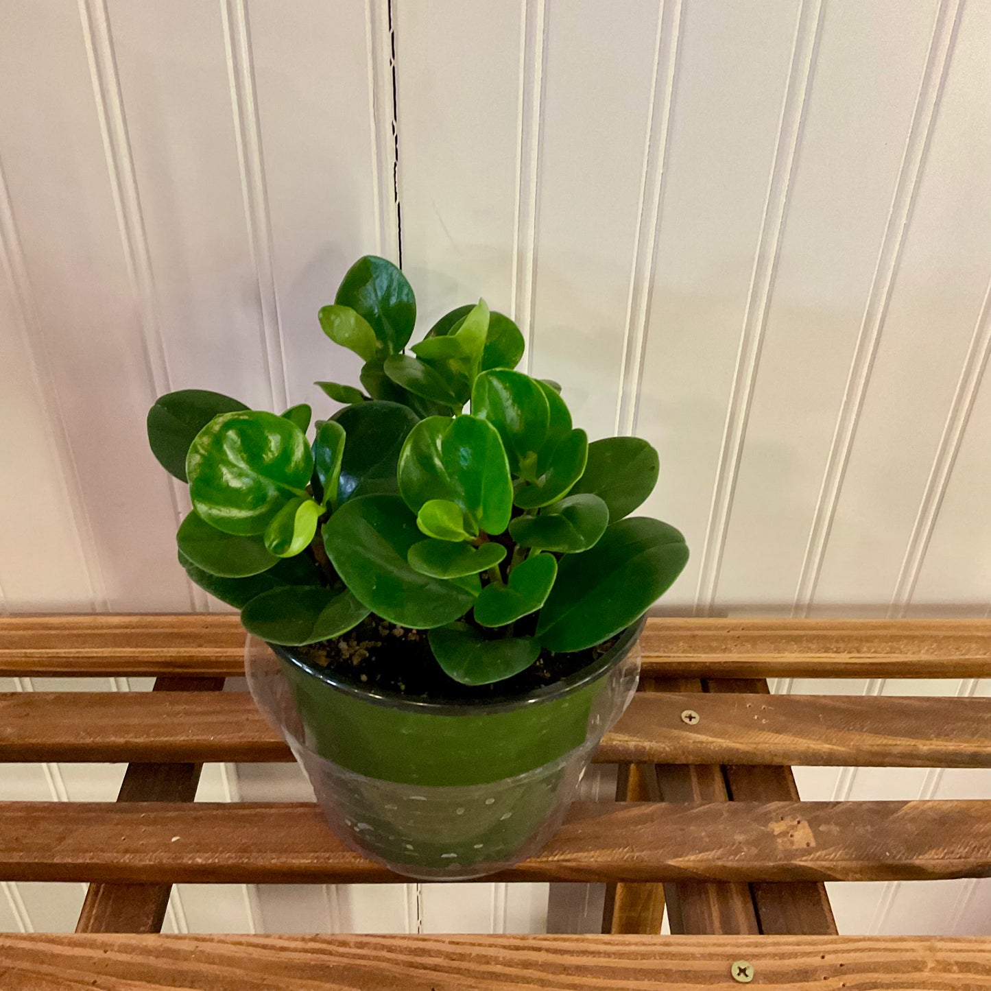 Peperomia - Medium -LY