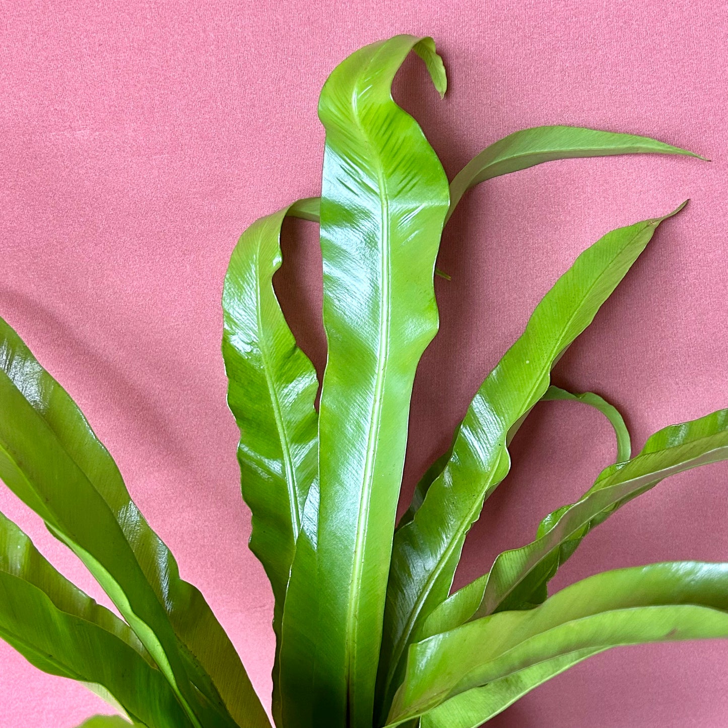 Birds Nest Fern - Medium - GB