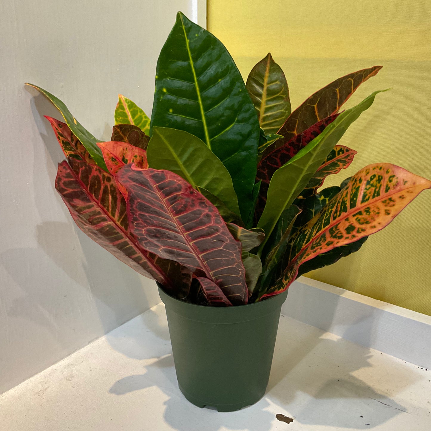 Croton- Medium- GB