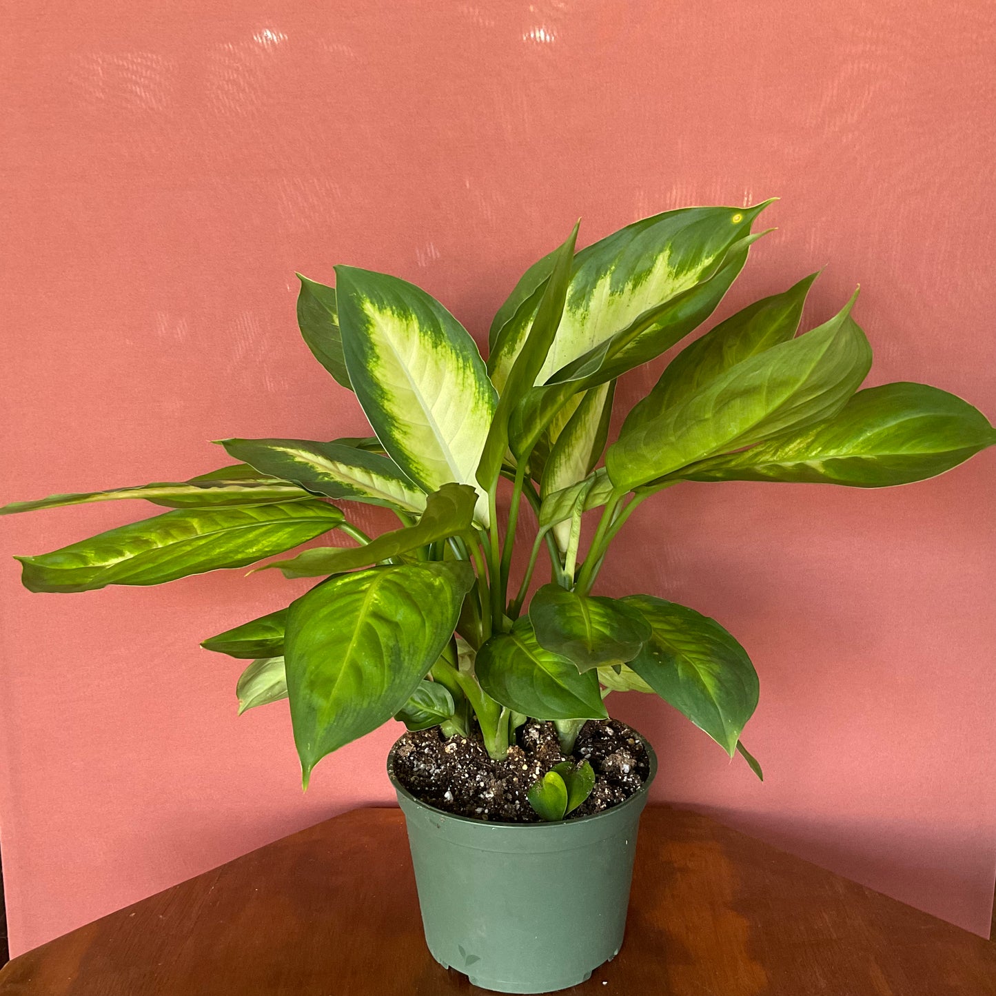 Dieffenbachia - Medium - GB