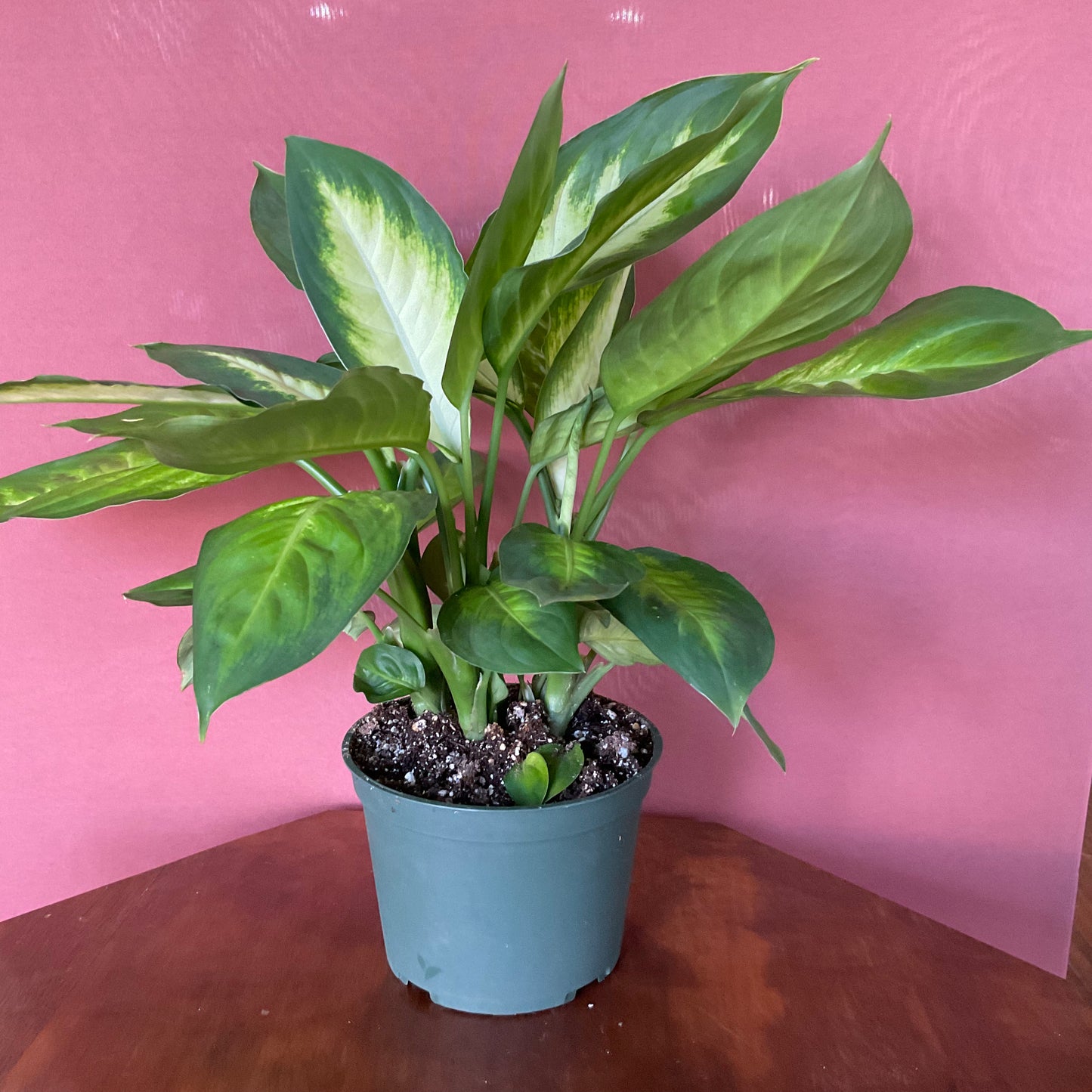 Dieffenbachia - Medium - GB