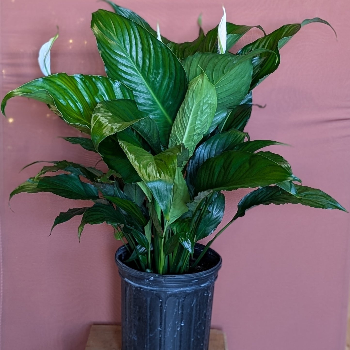 Peace Lily - Large - GB