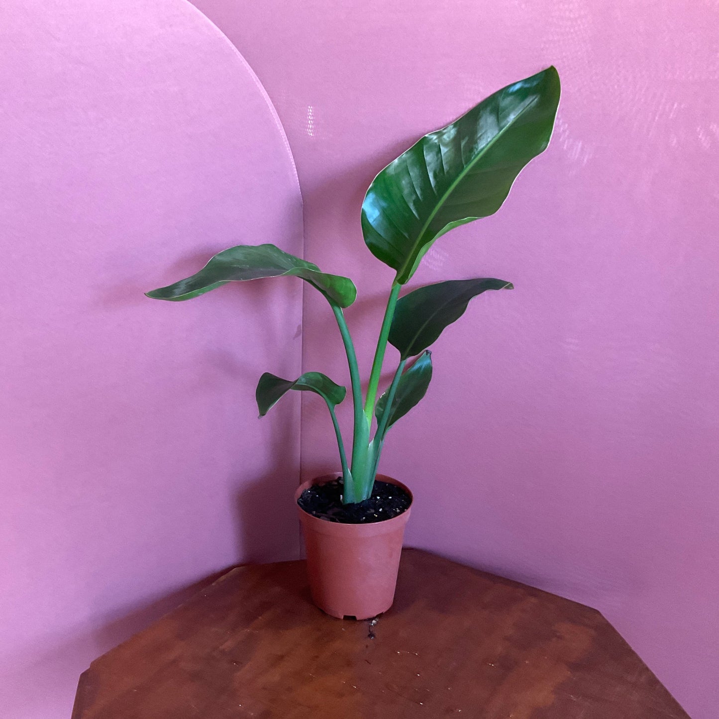 Bird of Paradise -Medium- GB