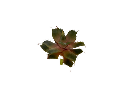 5.5" Aloe Pick