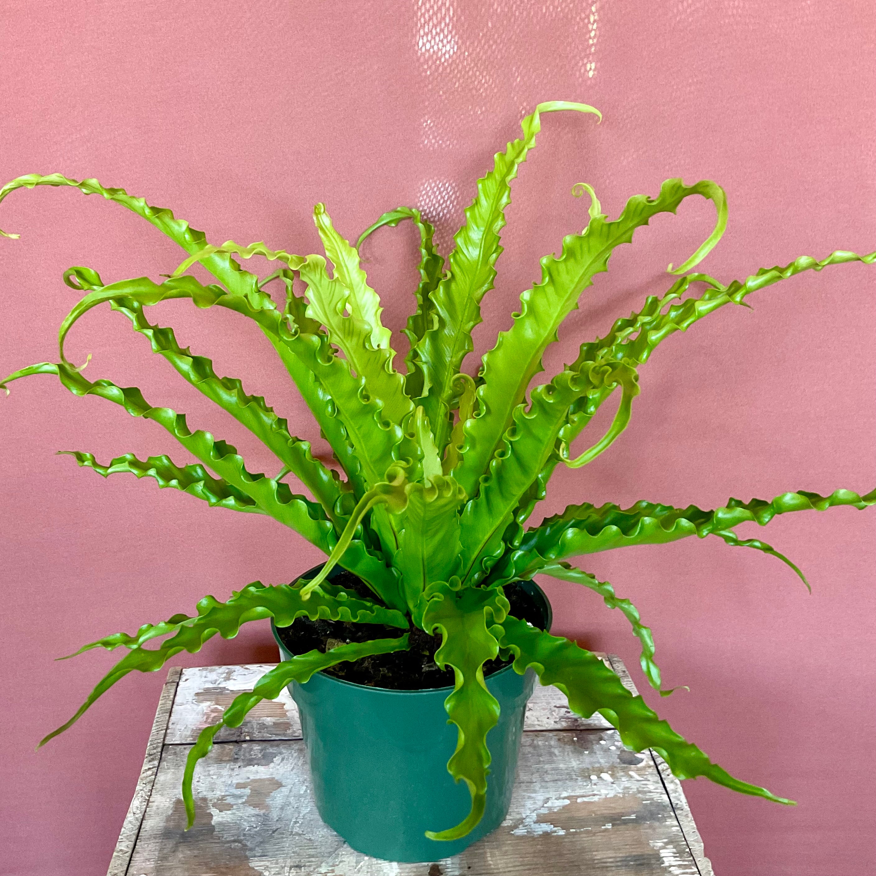 Birds Nest Fern - Medium - LY