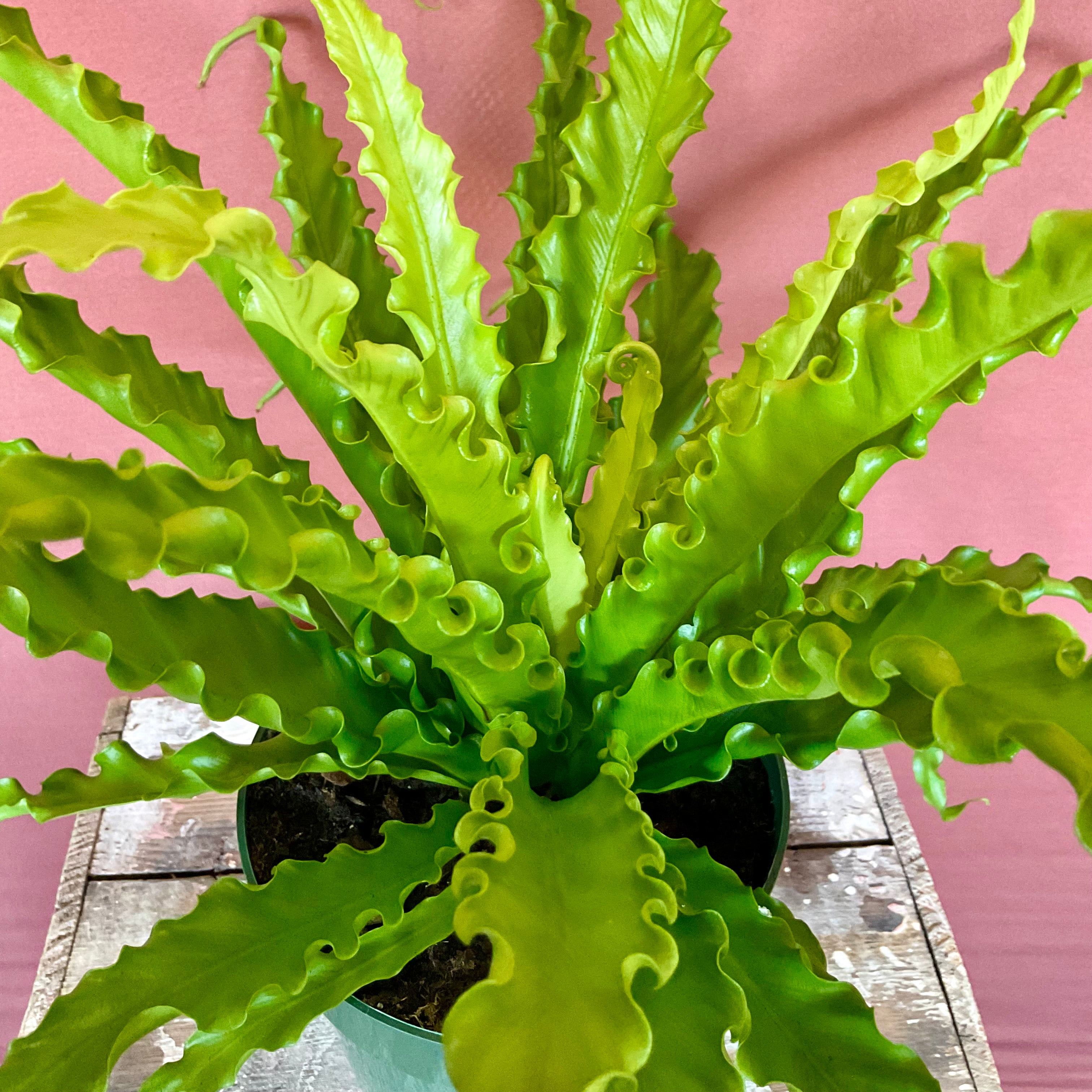 Birds Nest Fern - Medium - LY