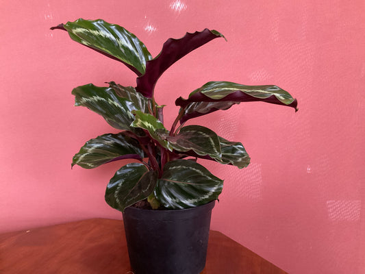 Calathea Medallion -medium- GB
