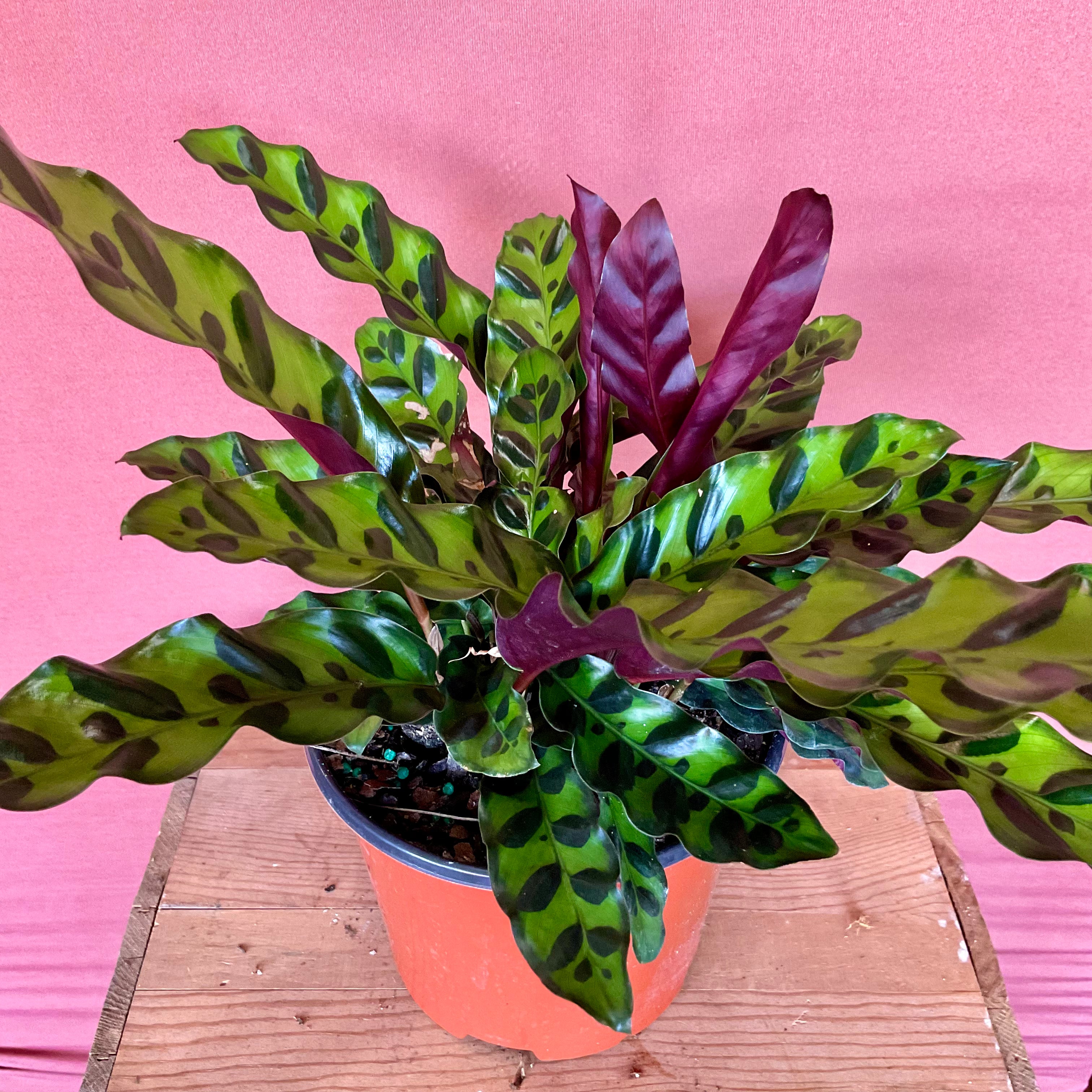 Calathea  - Medium - GB