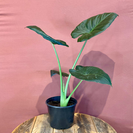 Alocasia Wenti  - Medium - GB
