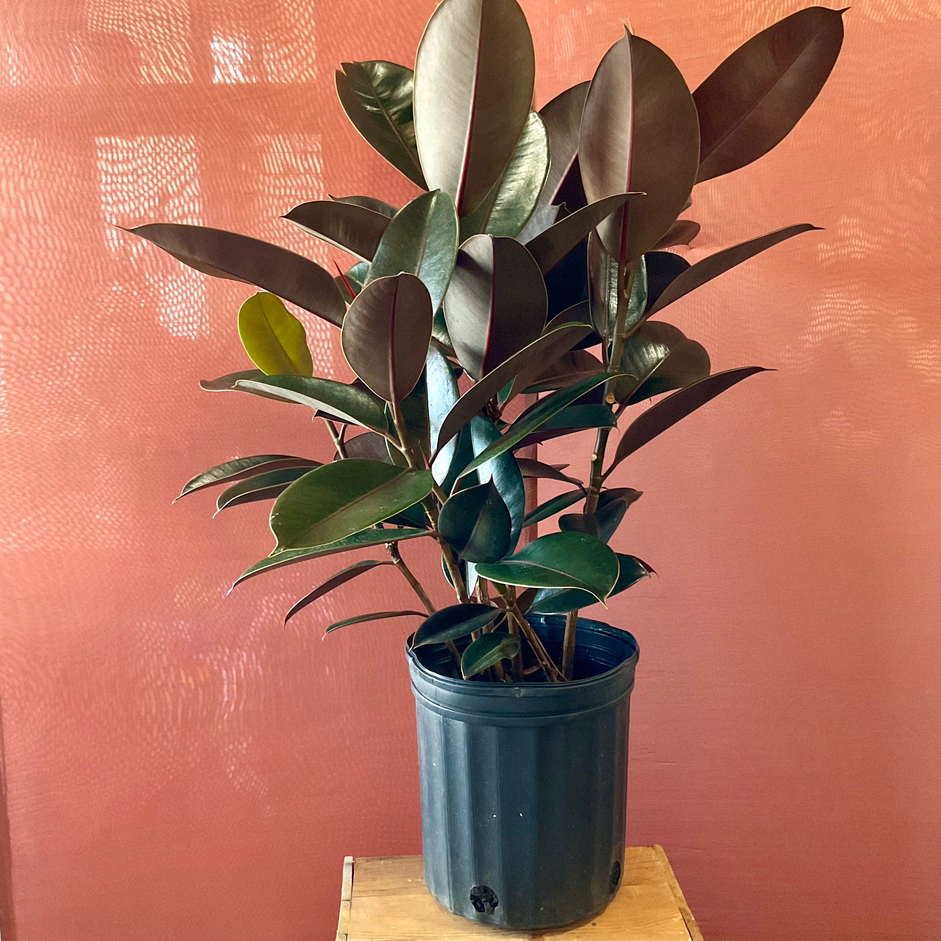 Rubber Tree - Large - GB