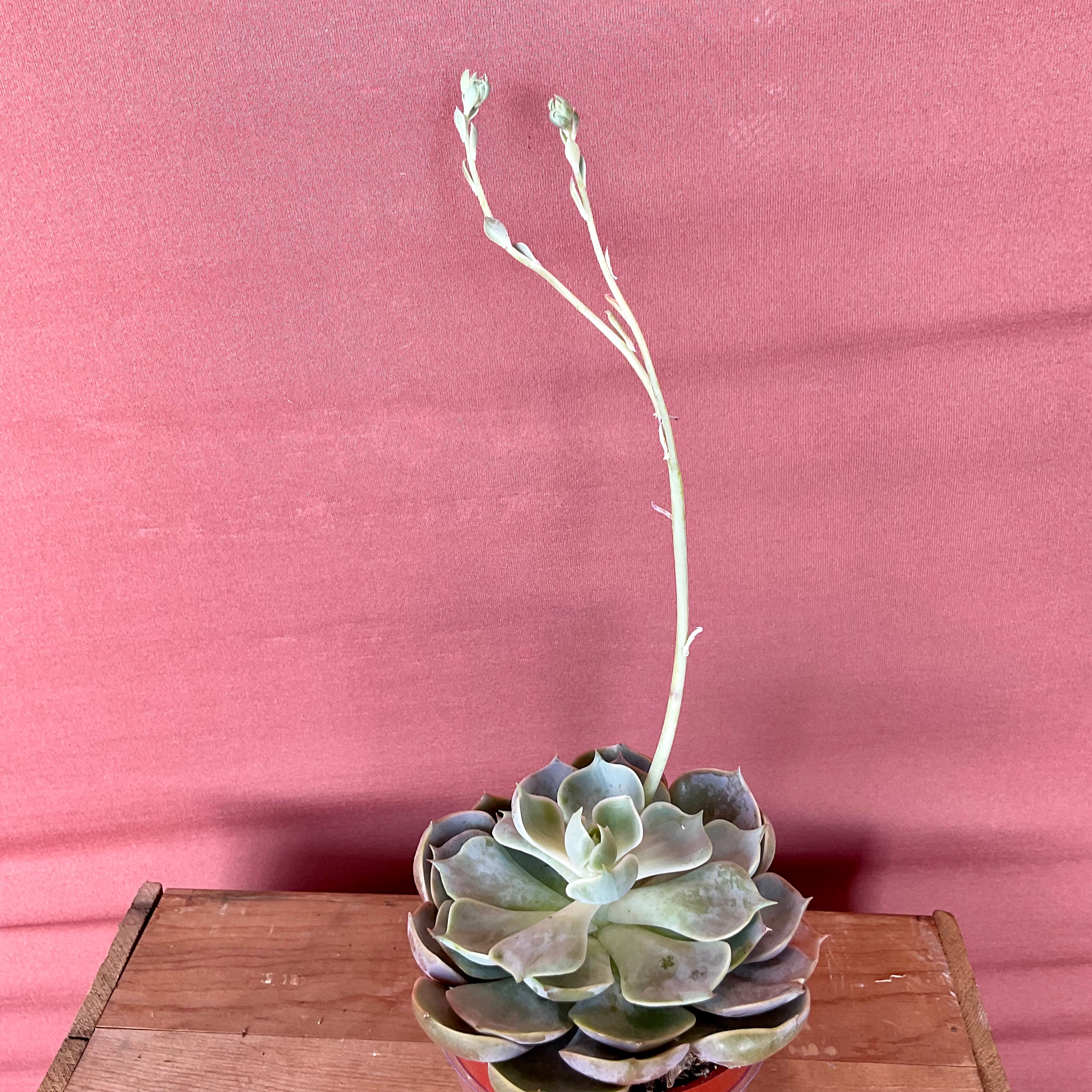 Small Succulent with NO POT - Great Bend