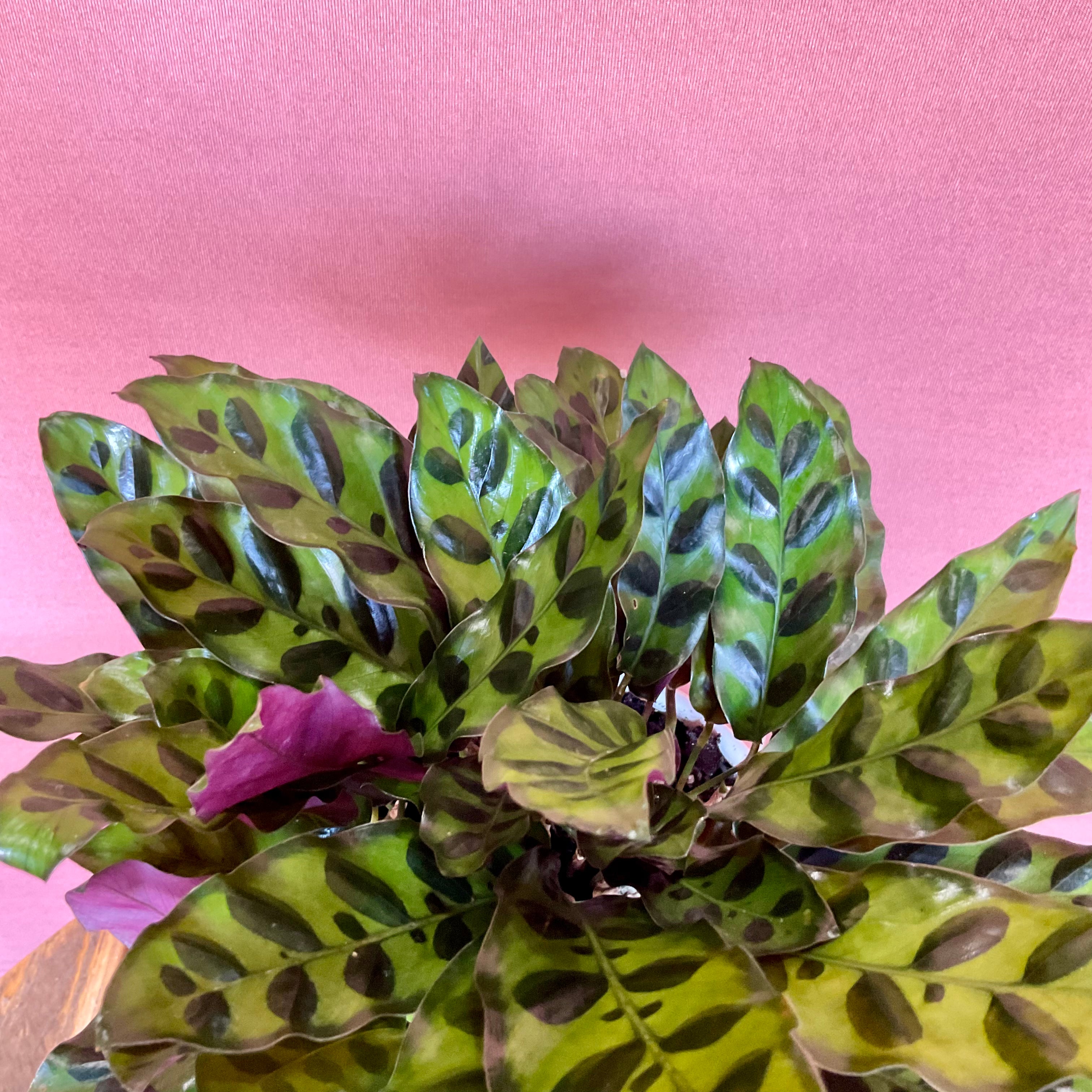 Calathea  - Medium - GB