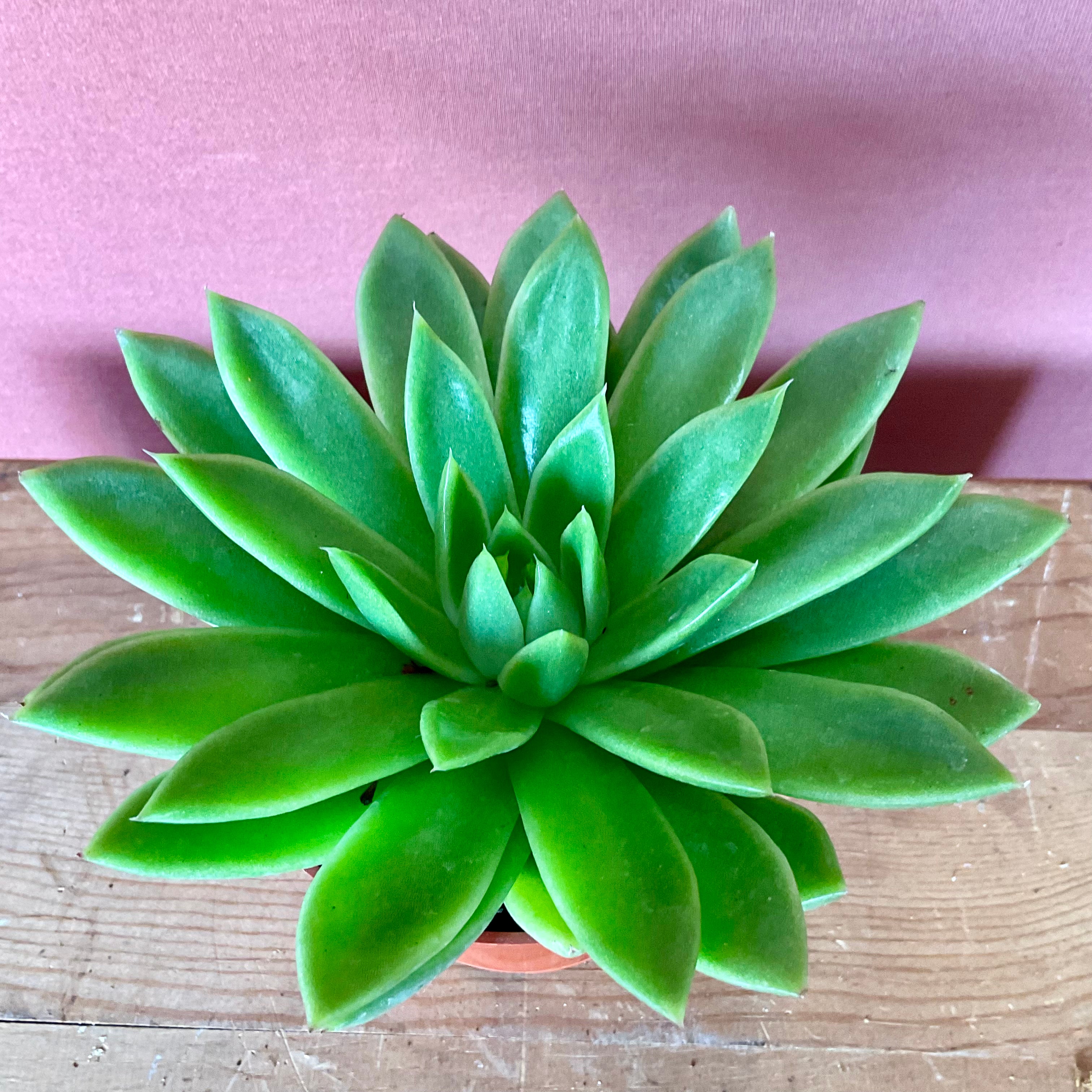 Succulent with NO POT - Small - GB