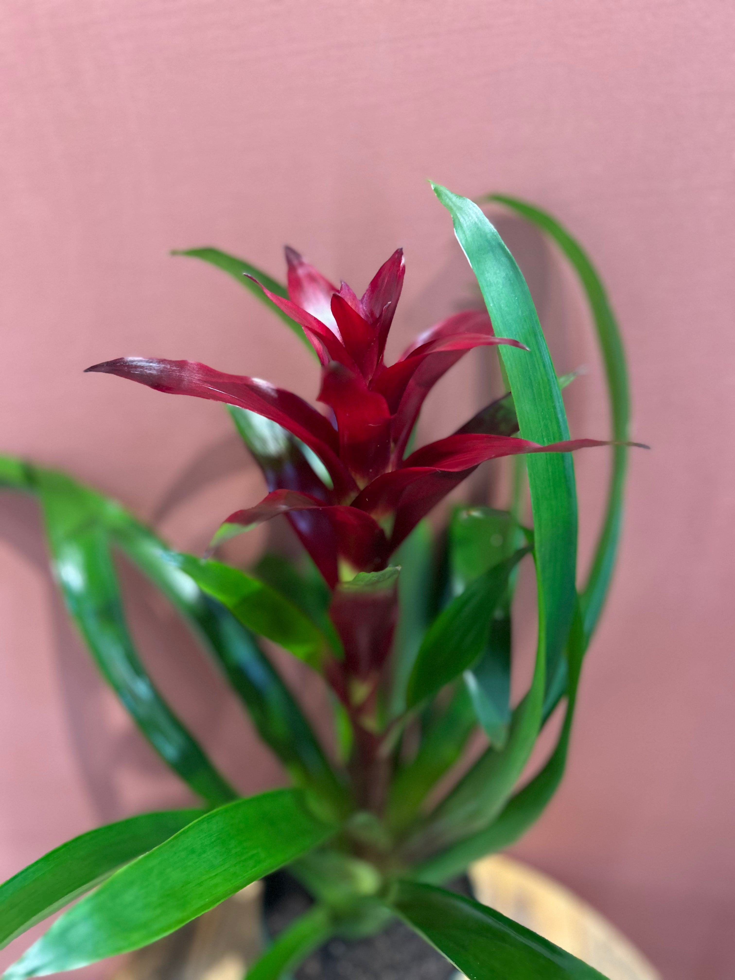 Bromeliad- Medium - GB