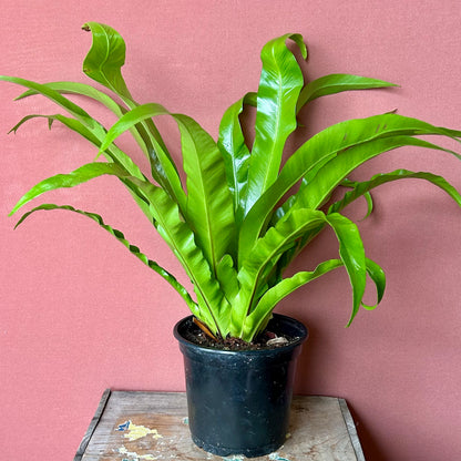 Birds Nest Fern - Medium - GB