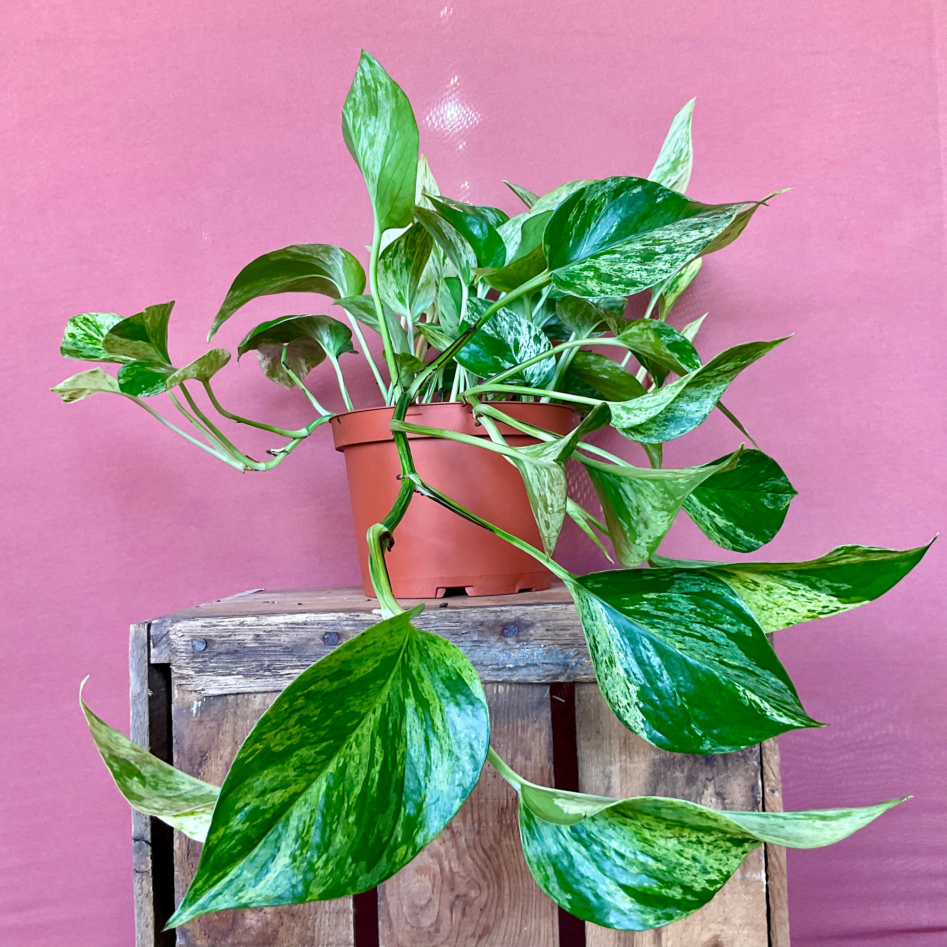 Pothos  - Medium - GB