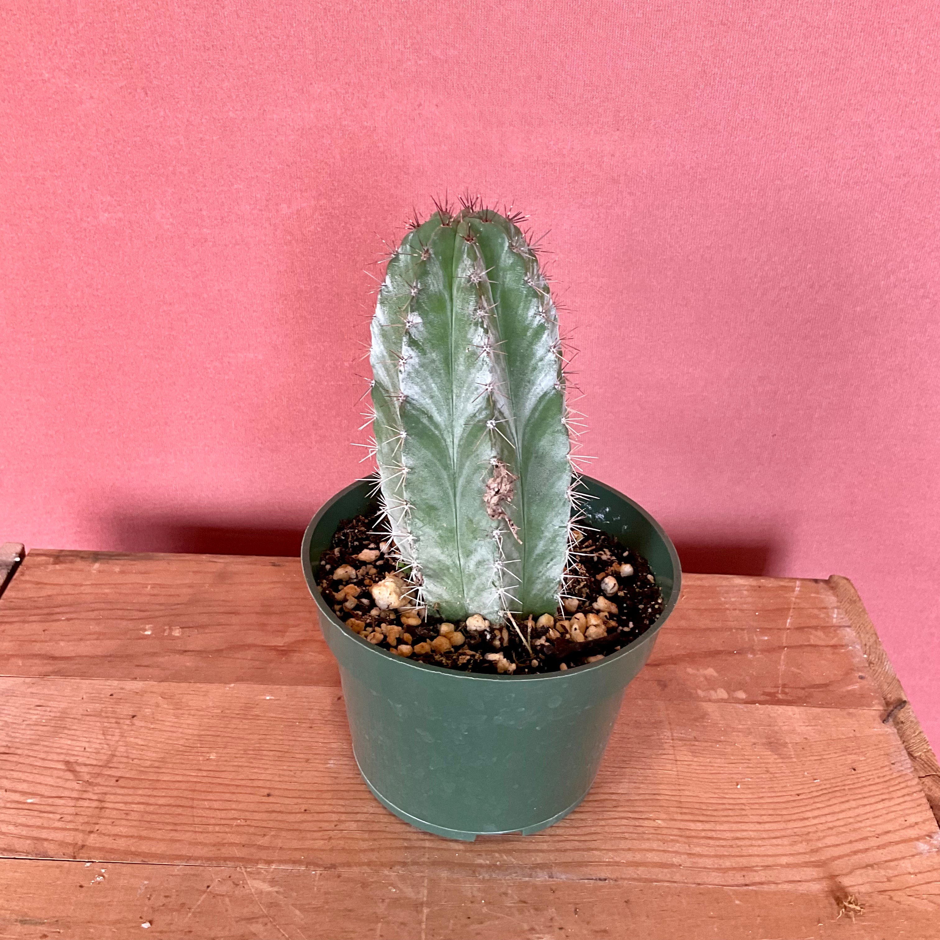 Cacti - Small - GB