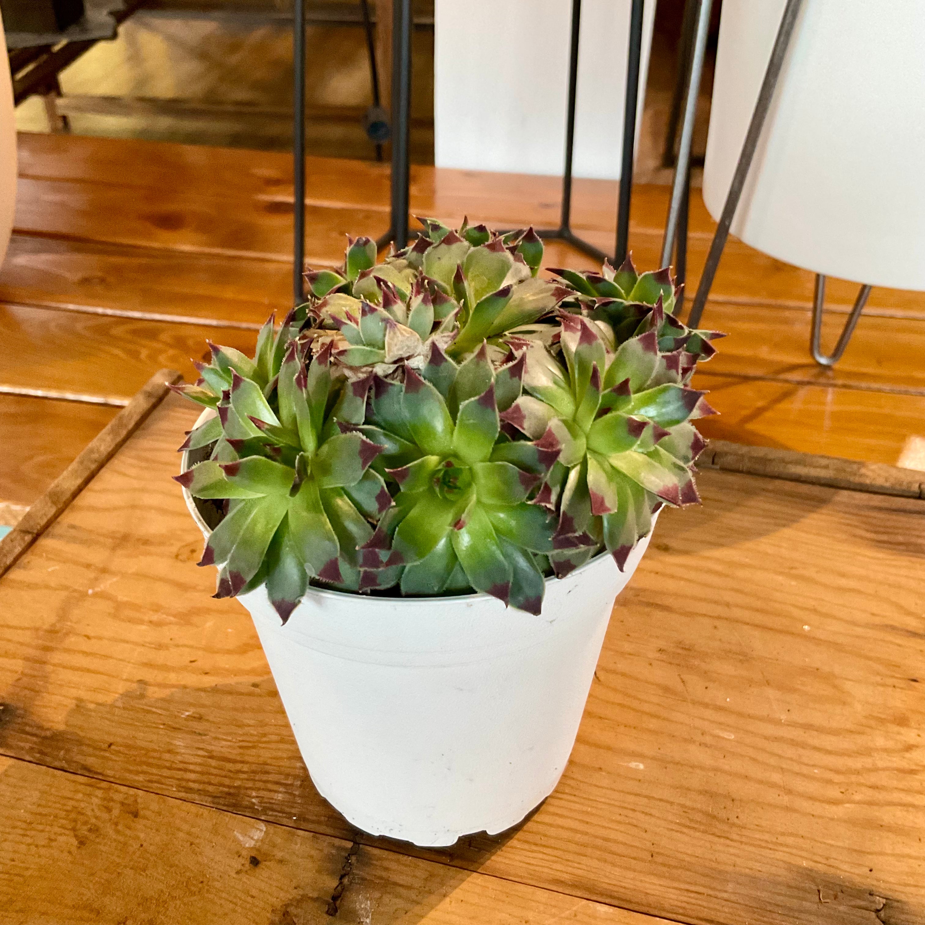 Succulent with NO POT - Small -LY