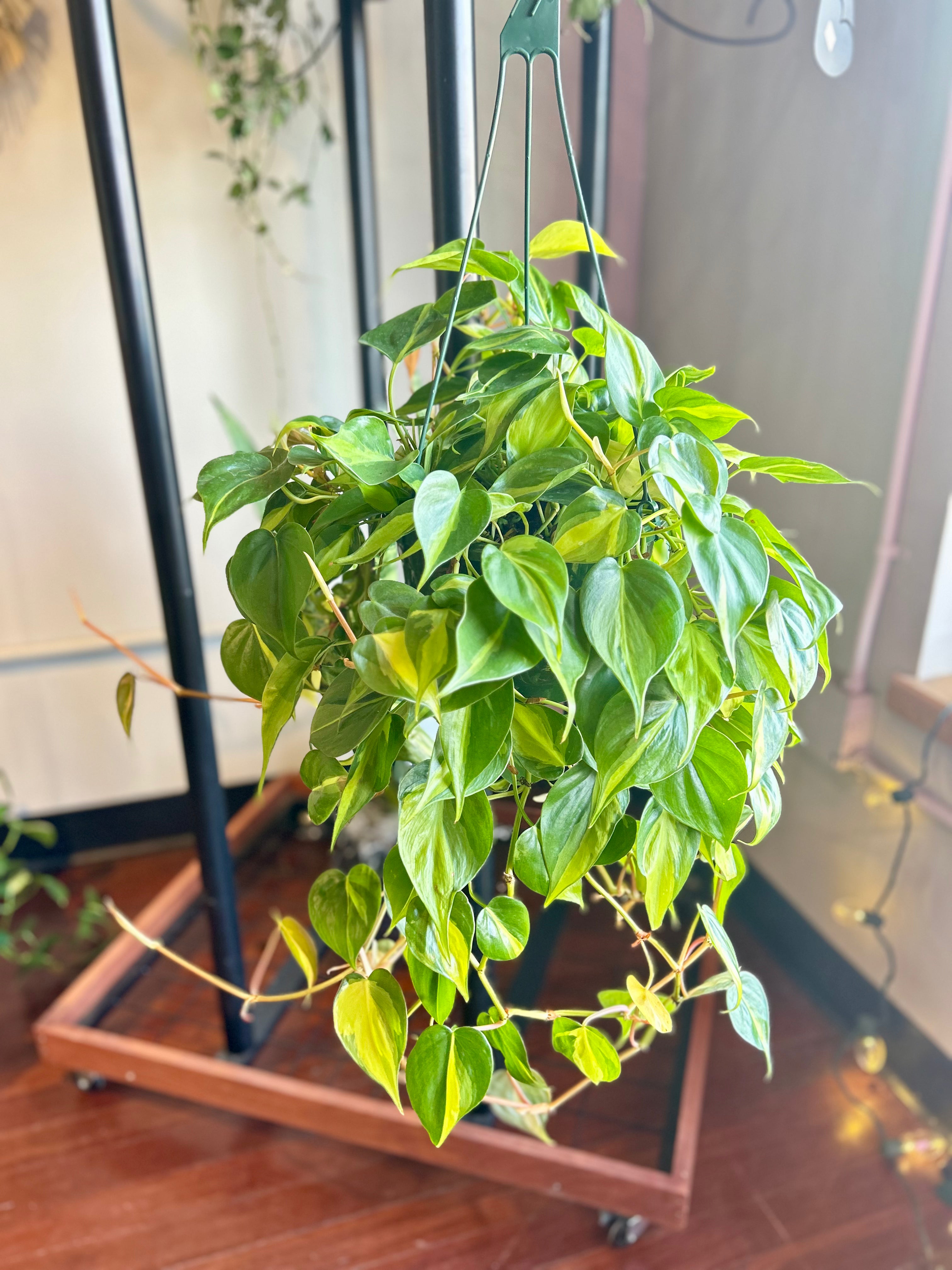 Marble Queen Pothos - Large - GB