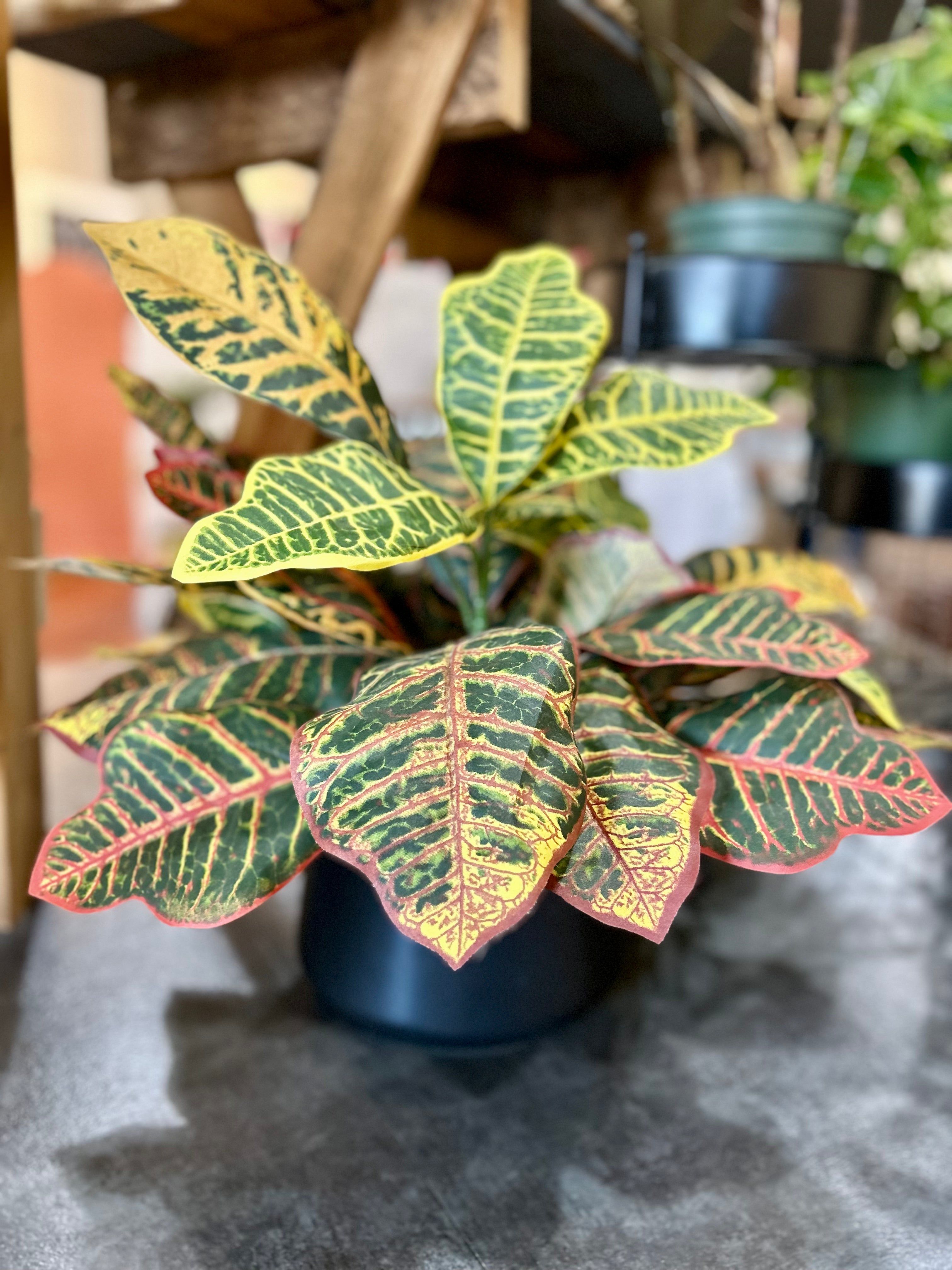 6 inch Silk Potted Croton