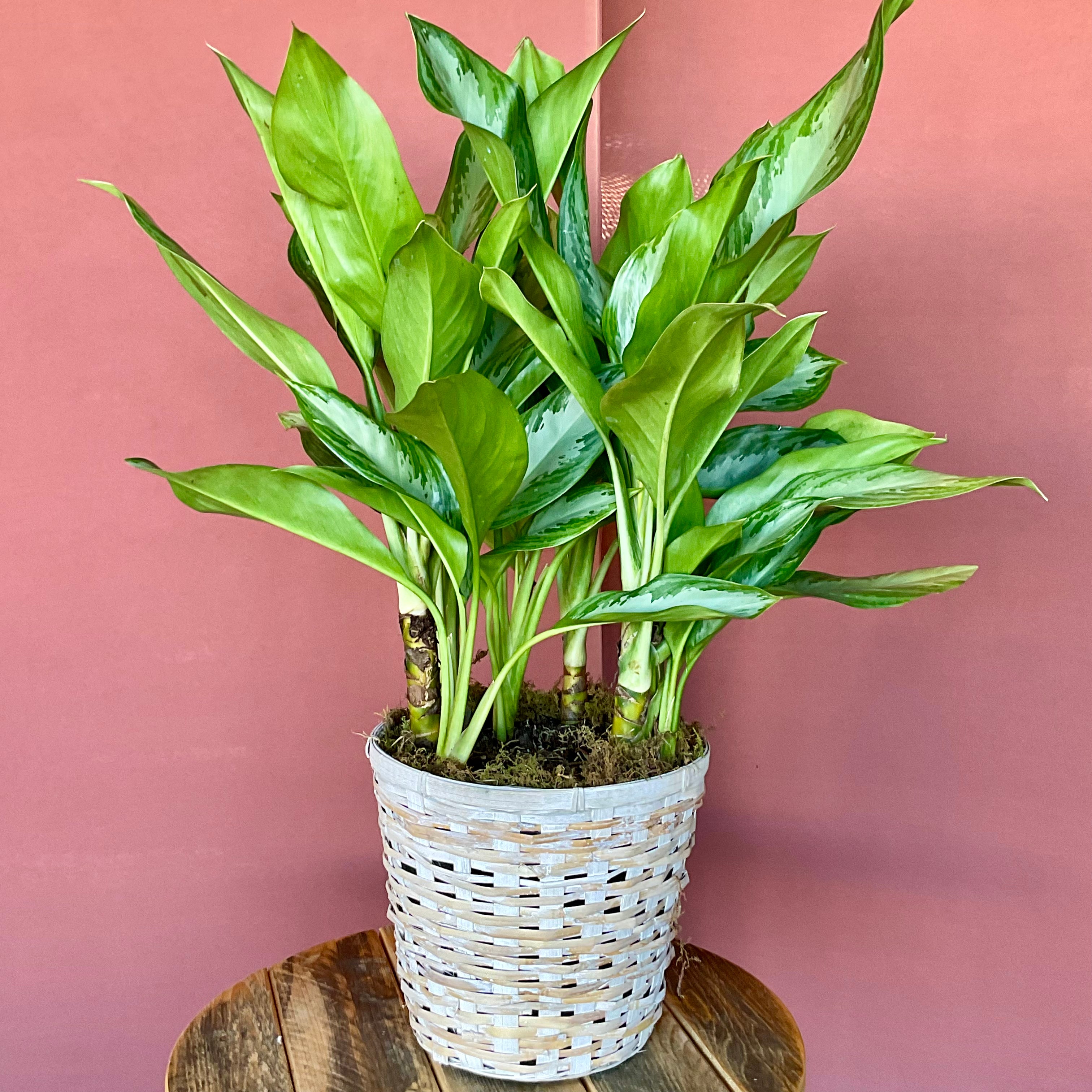 Dieffenbachia  - Medium - GB