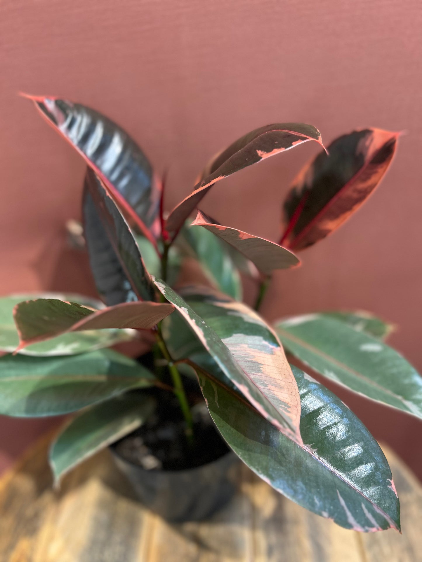 Rubber Tree - Medium - GB