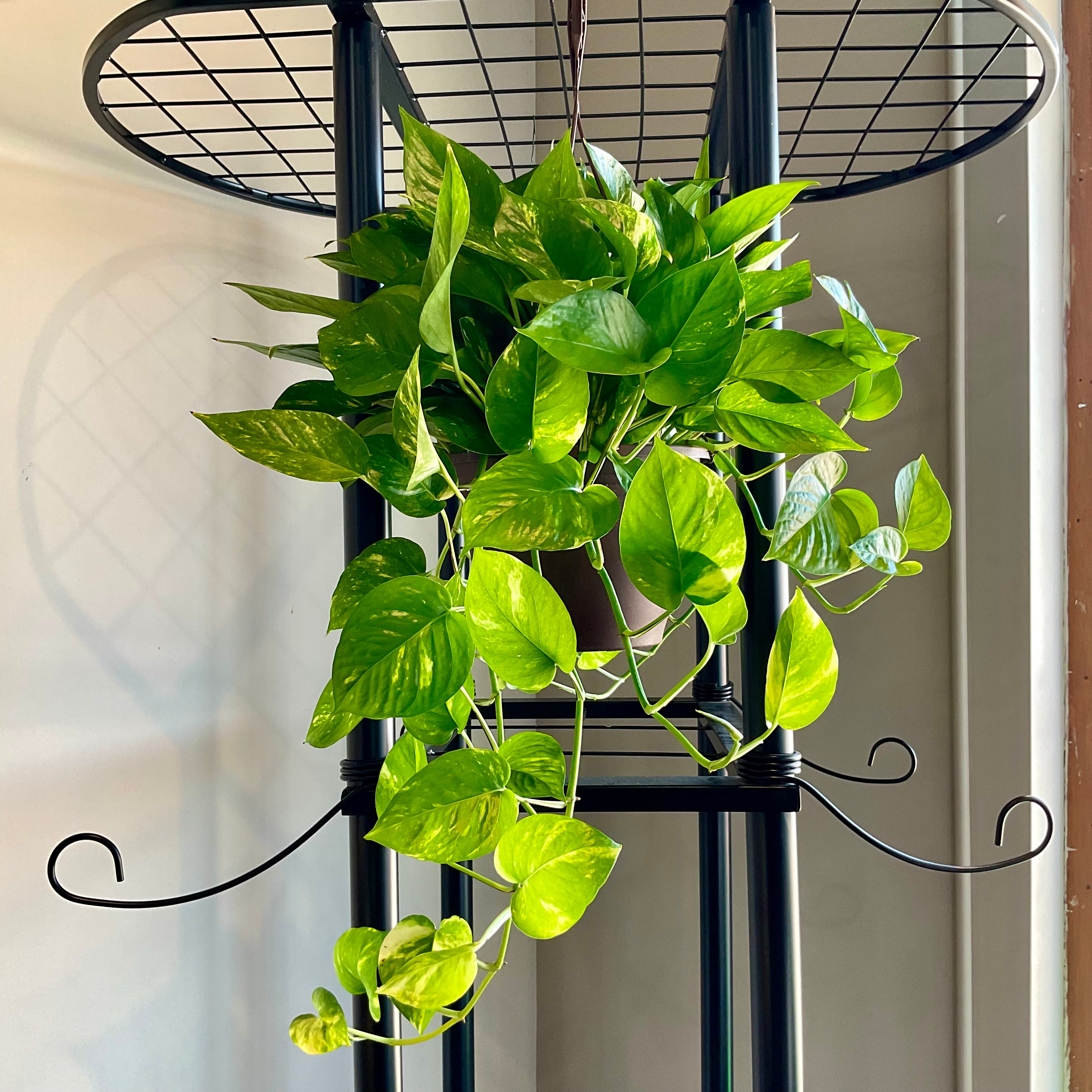 Marble Queen Pothos - Large - GB