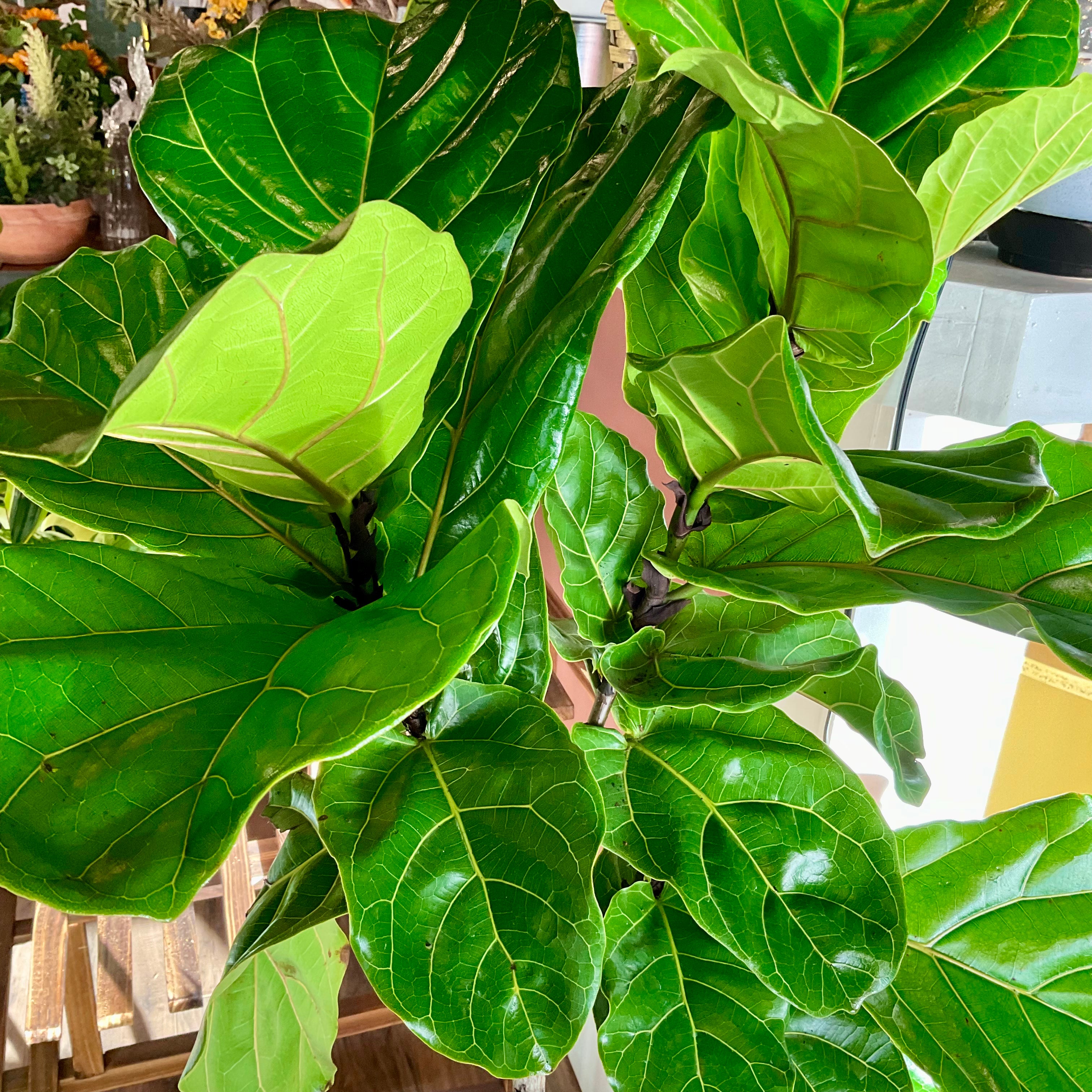 Fiddle Leaf Fig - Medium - GB