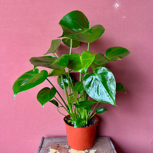 Monstera Deliciosa - Medium - GB