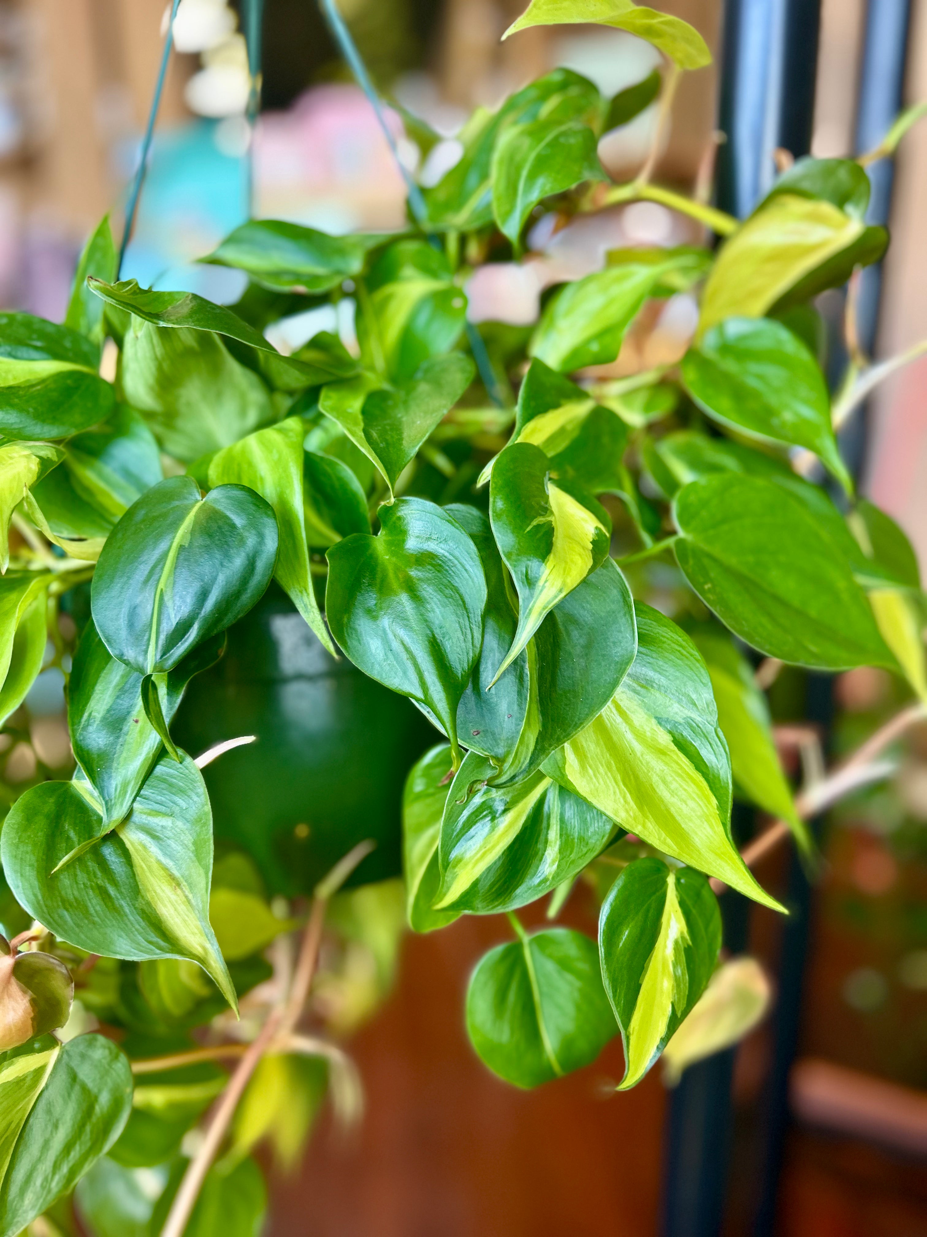 Marble Queen Pothos - Large - GB