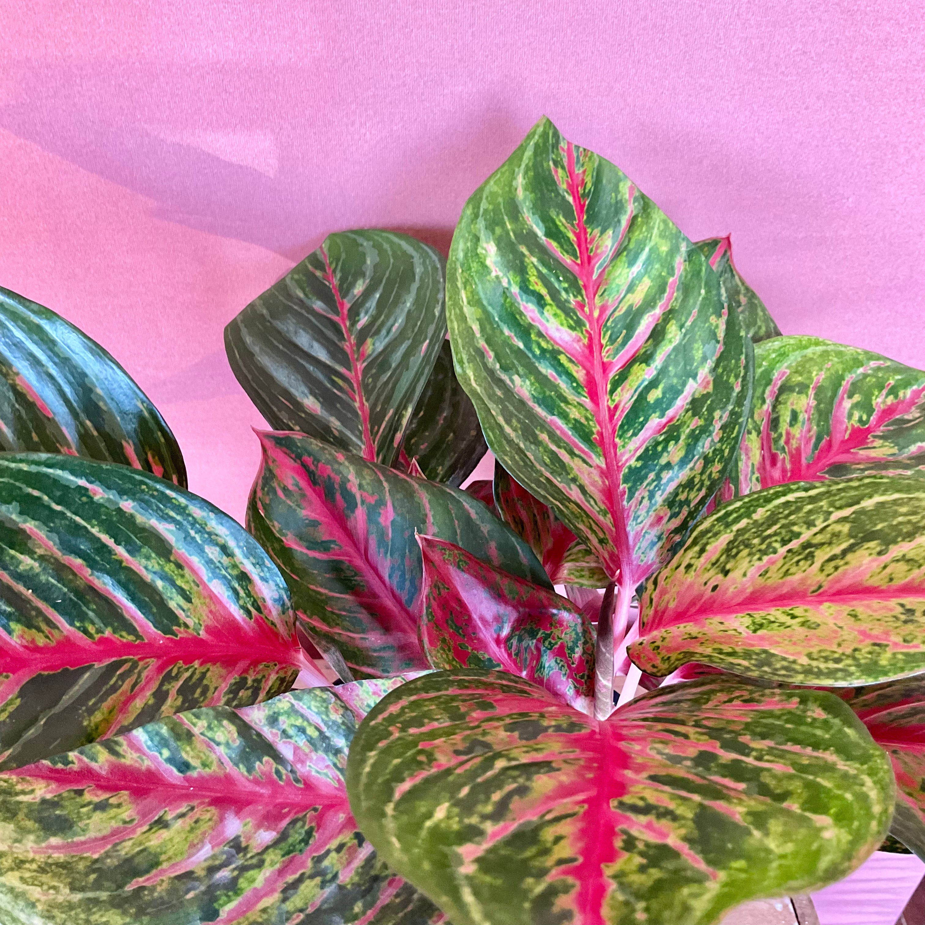 Aglaonema Red - Medium- GB