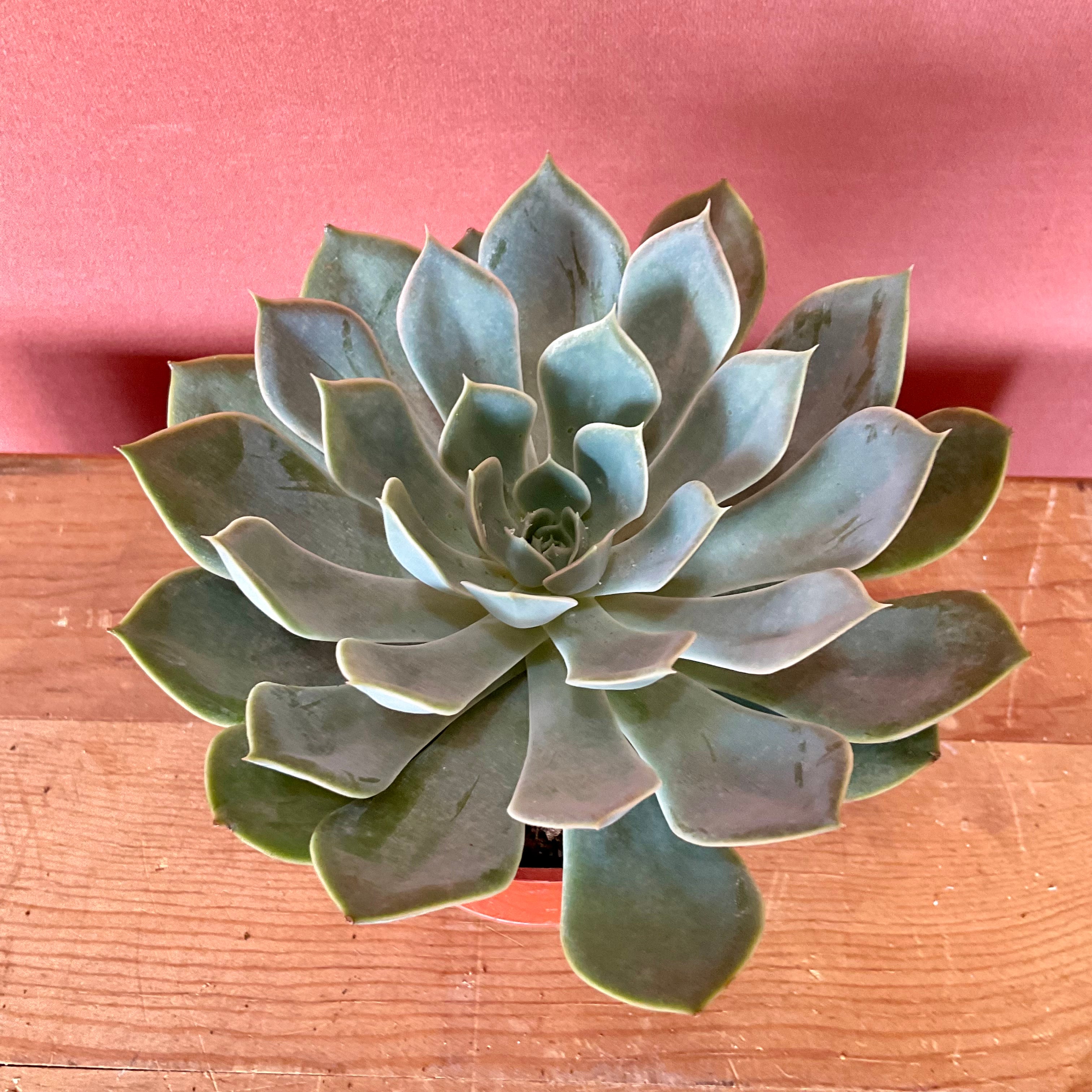 Succulent with NO POT - Small - GB