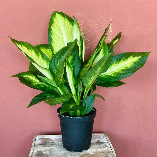 Diffenbachia Hybrid  - Medium - GB