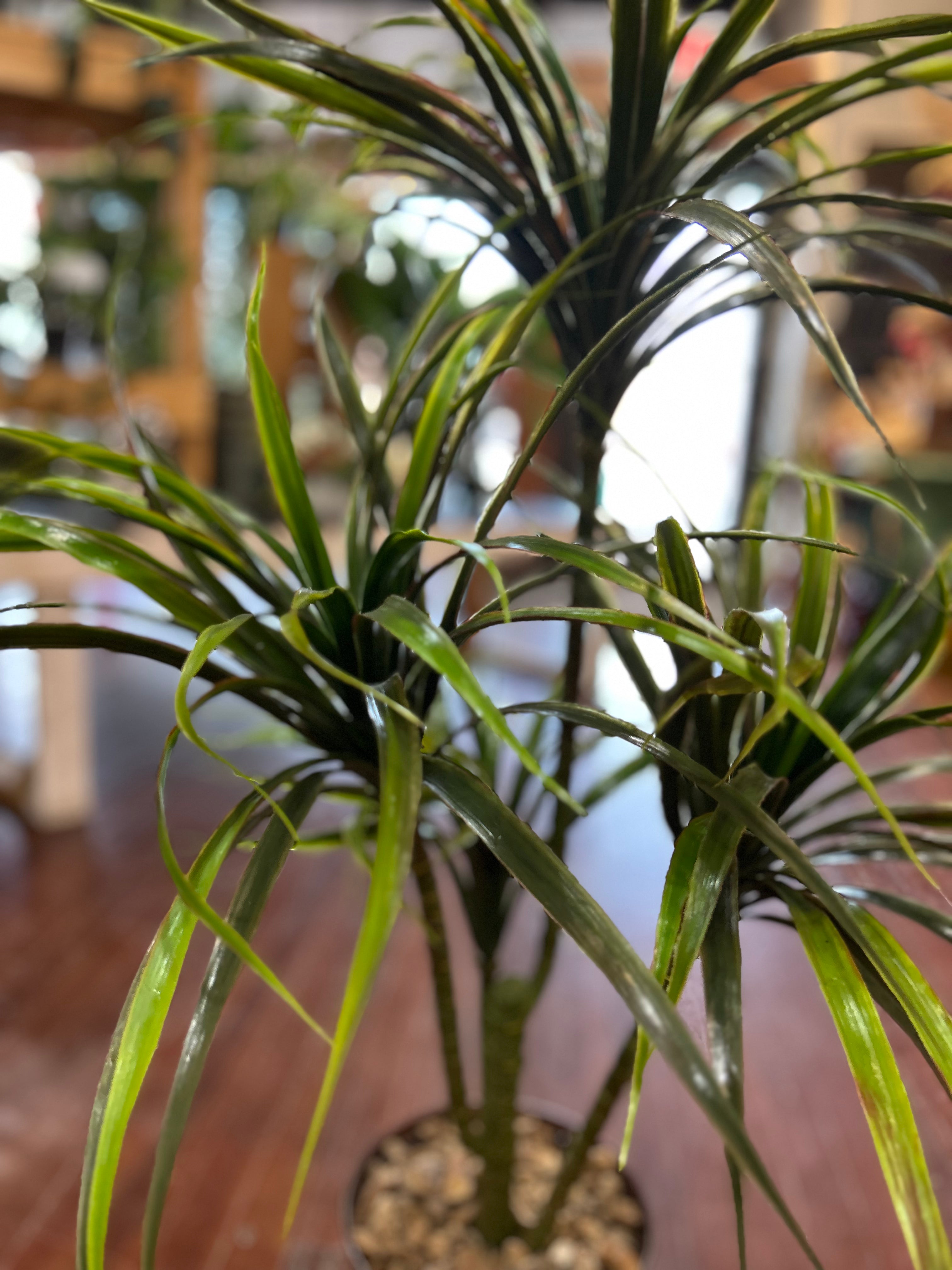 6 inch Silk Potted Dracaena