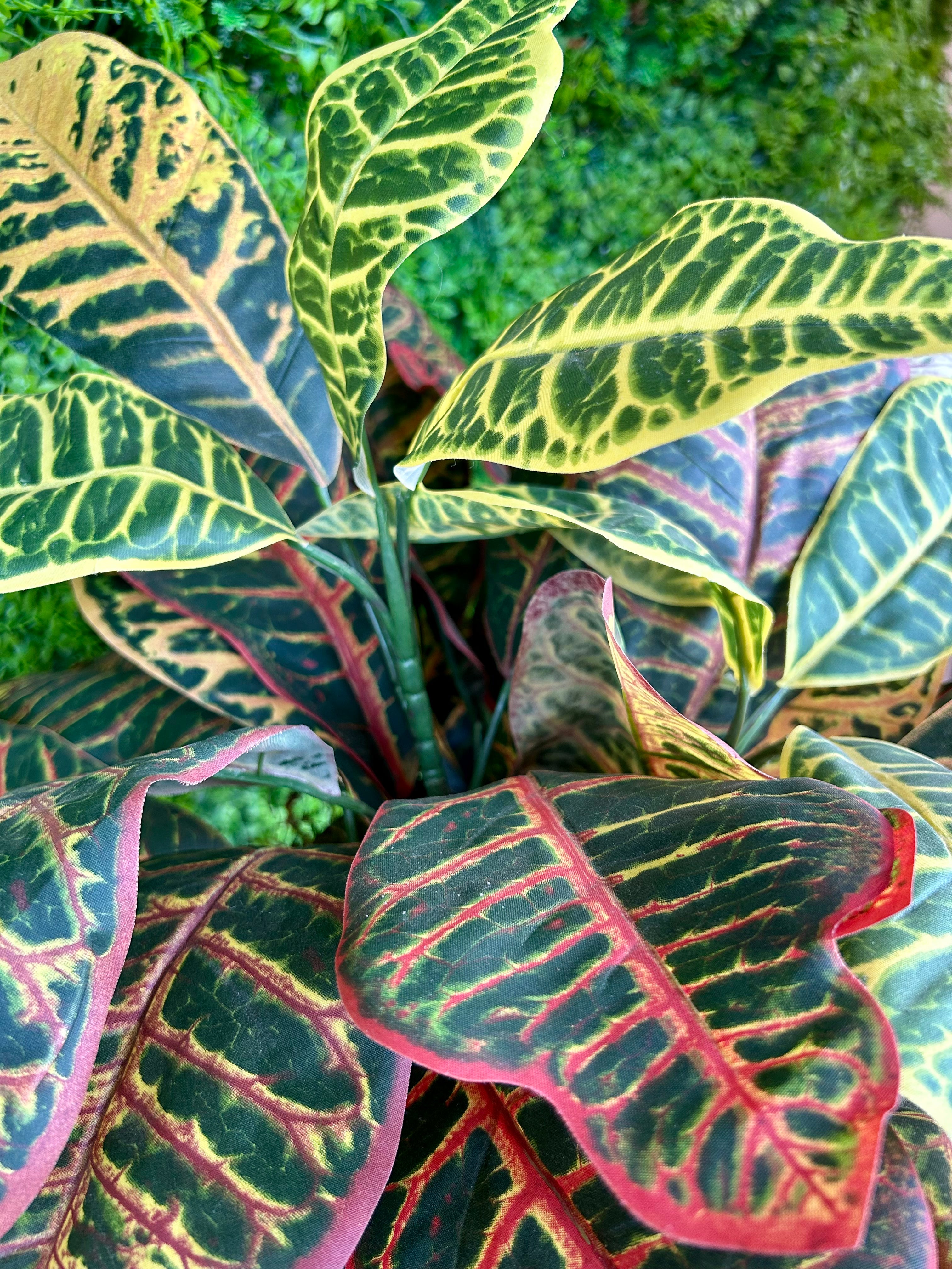 6 inch Silk Potted Croton