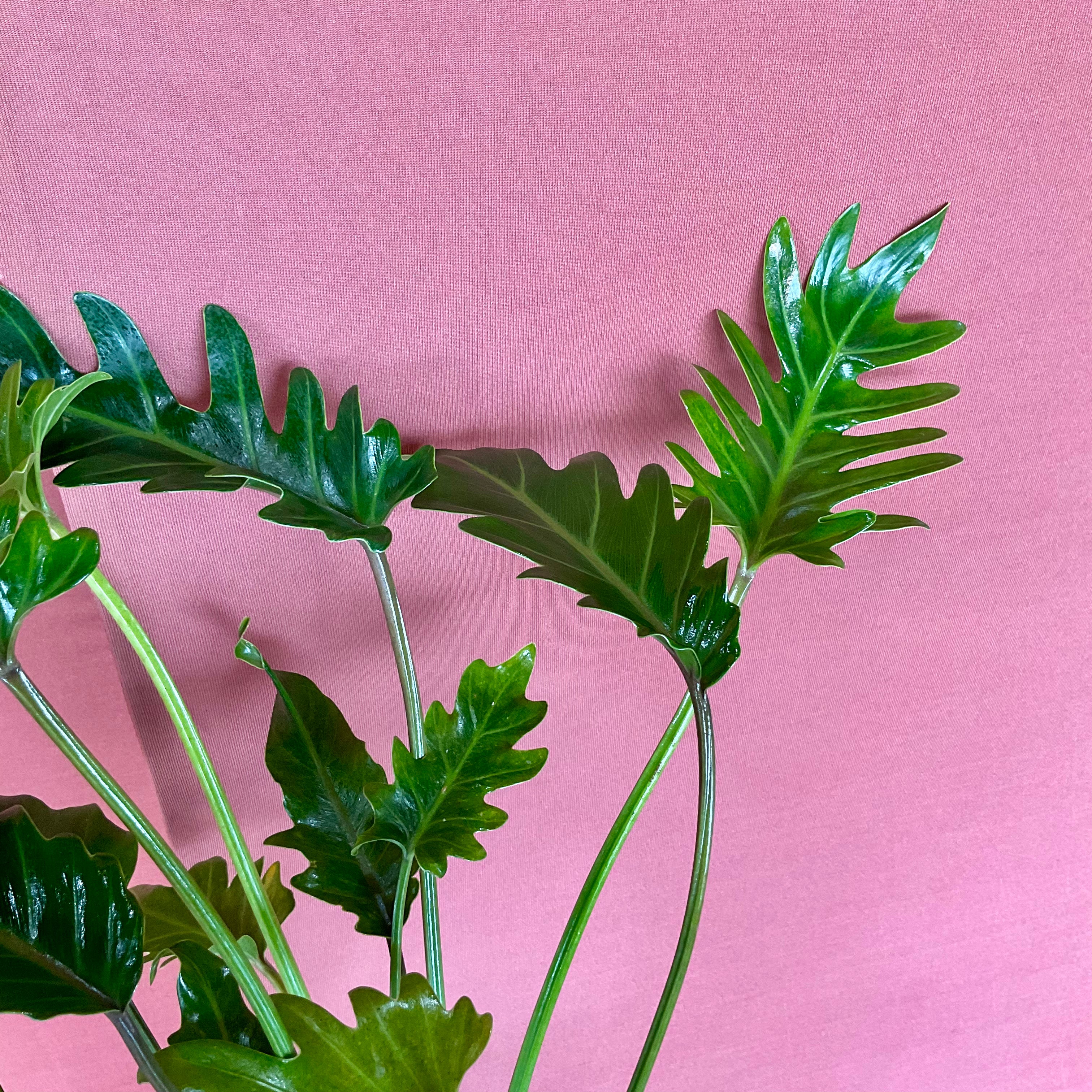 Split Leaf Philodendron/Monstera - Medium - GB
