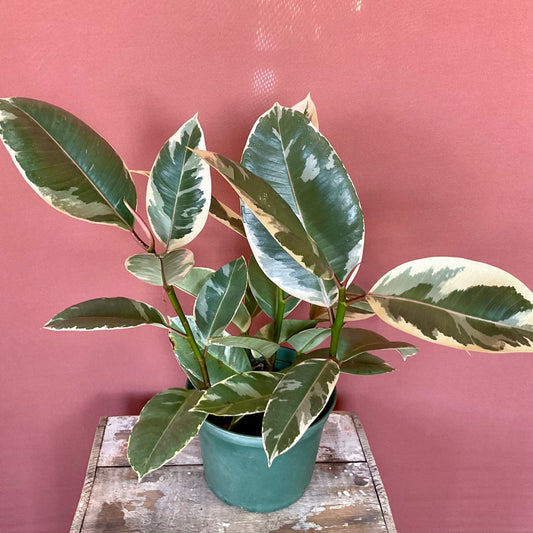 Rubber Tree- Medium - LY