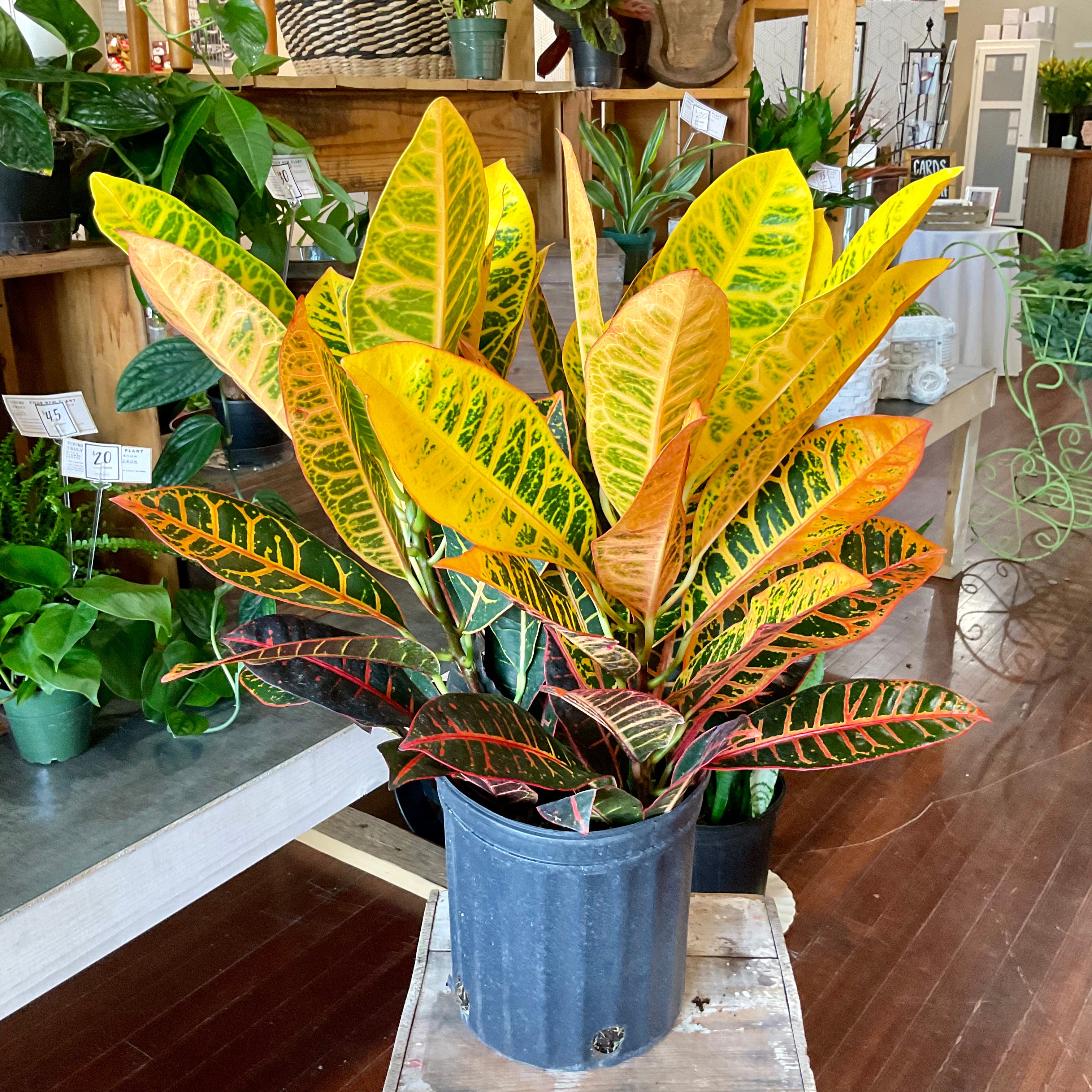 Croton - Large - LY