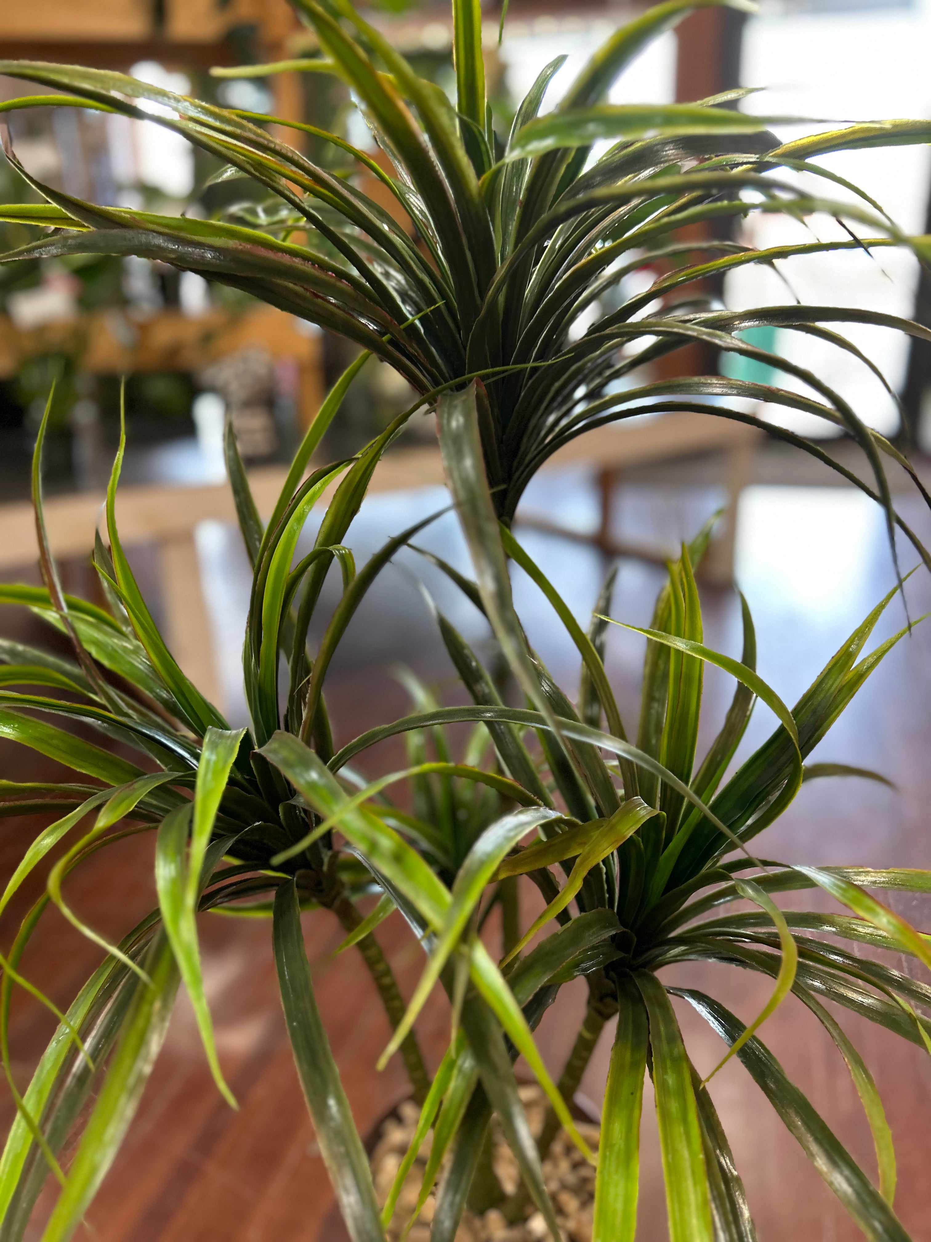 6 inch Silk Potted Dracaena