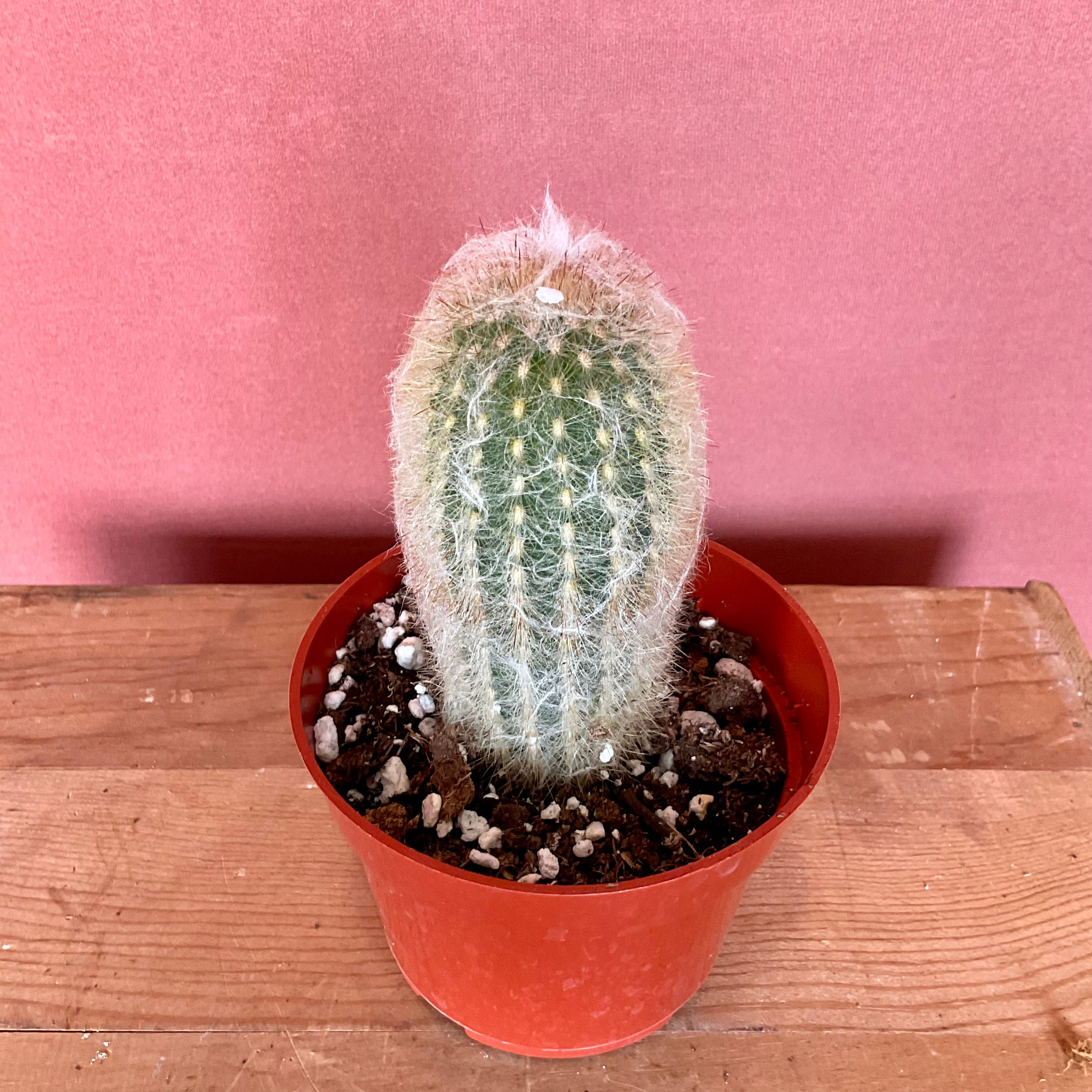 Cacti - Small - GB