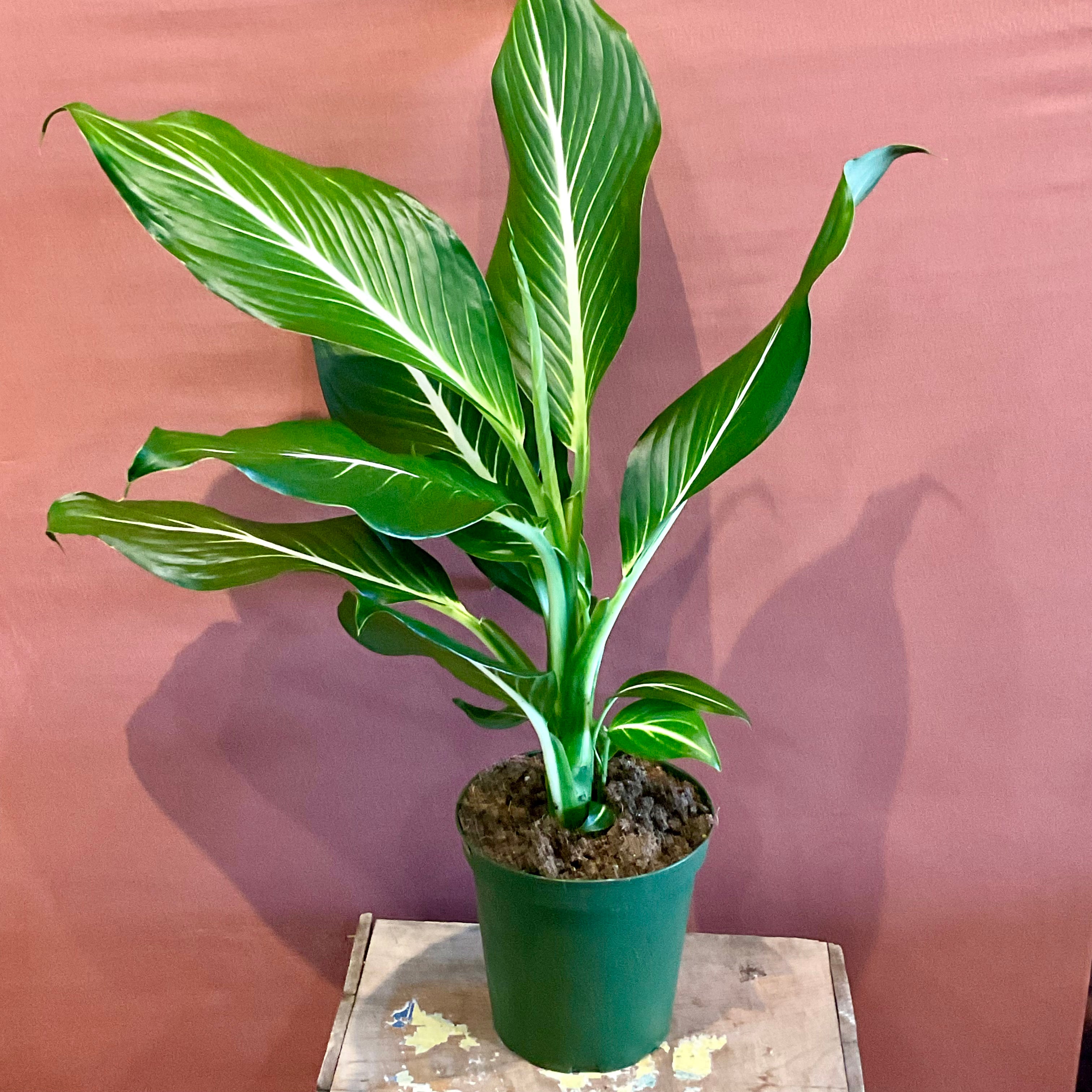 Dieffenbachia  - Medium - GB