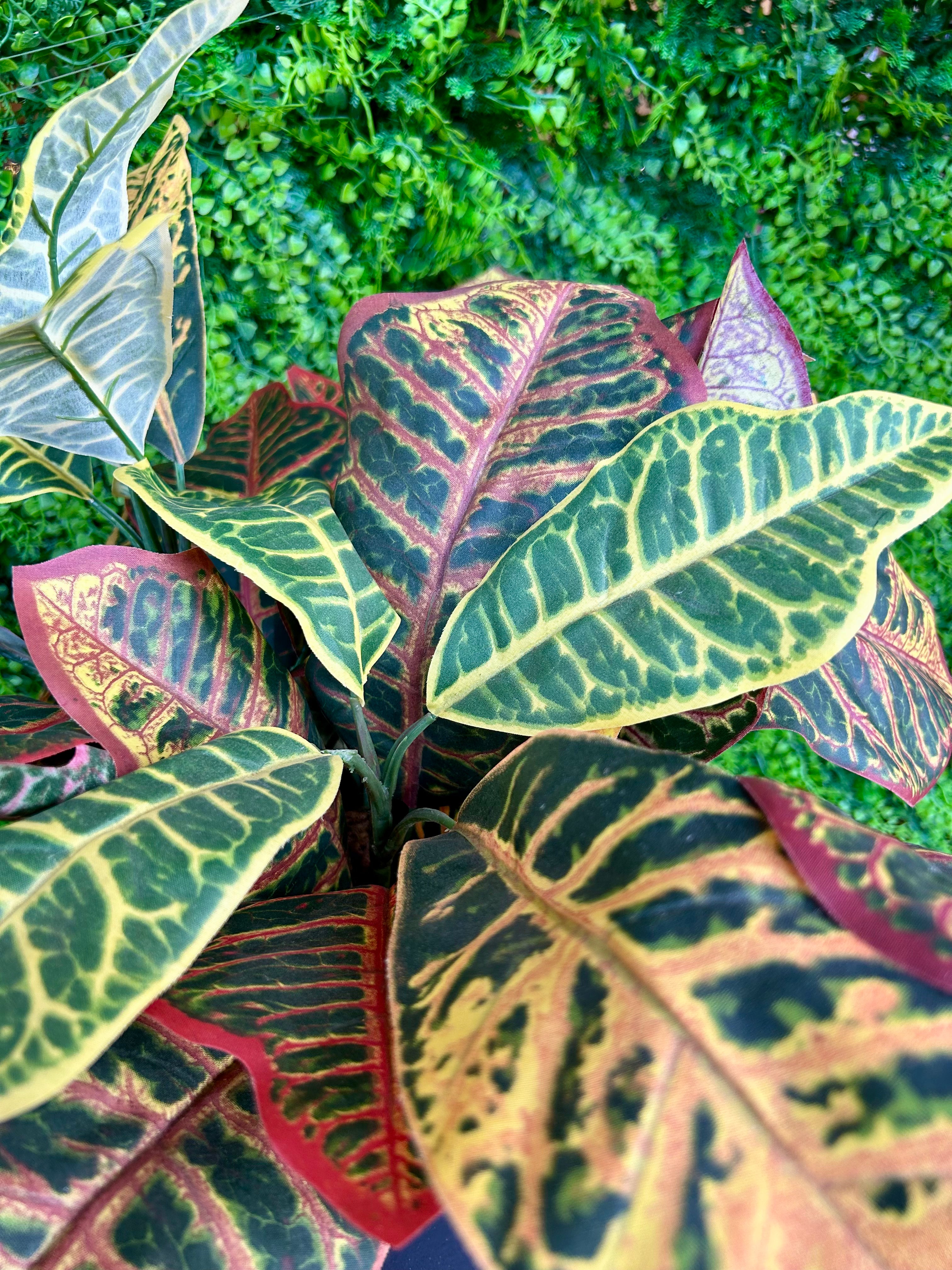 6 inch Silk Potted Croton